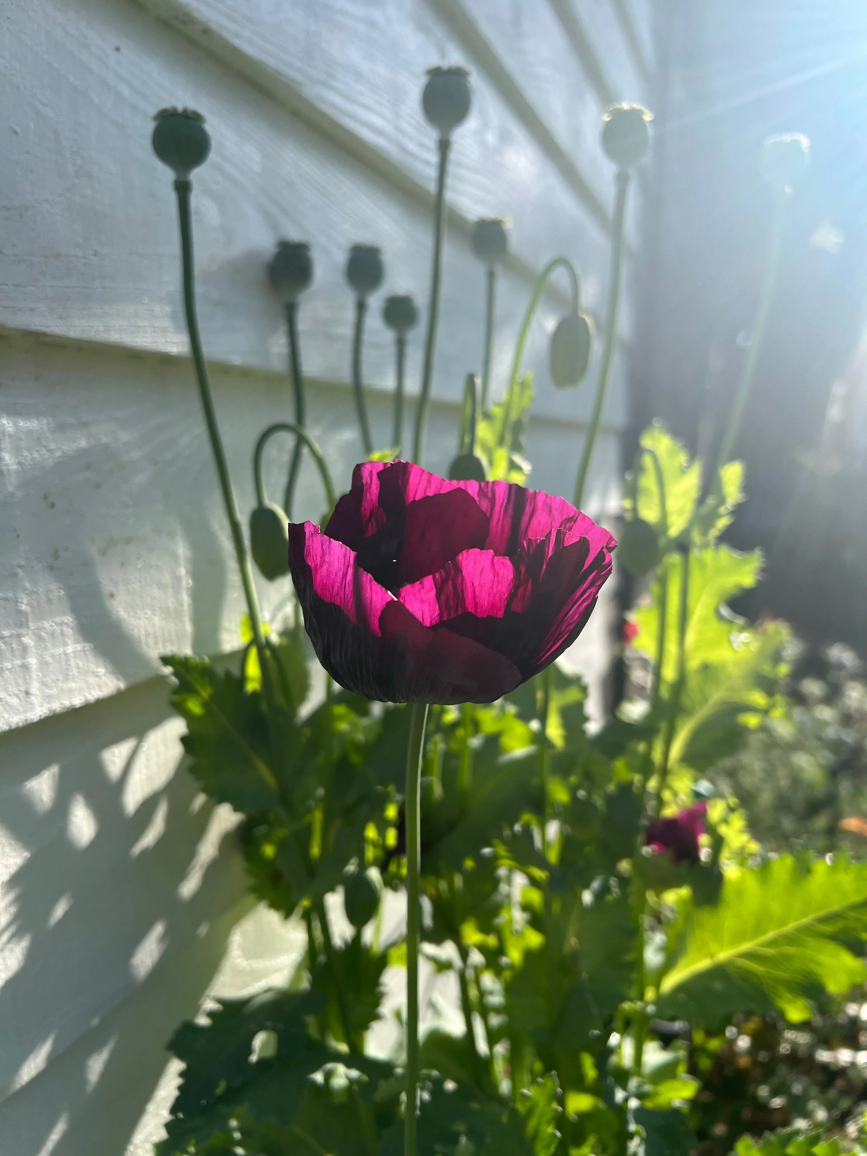 Poppy Laurens Grape - REGN