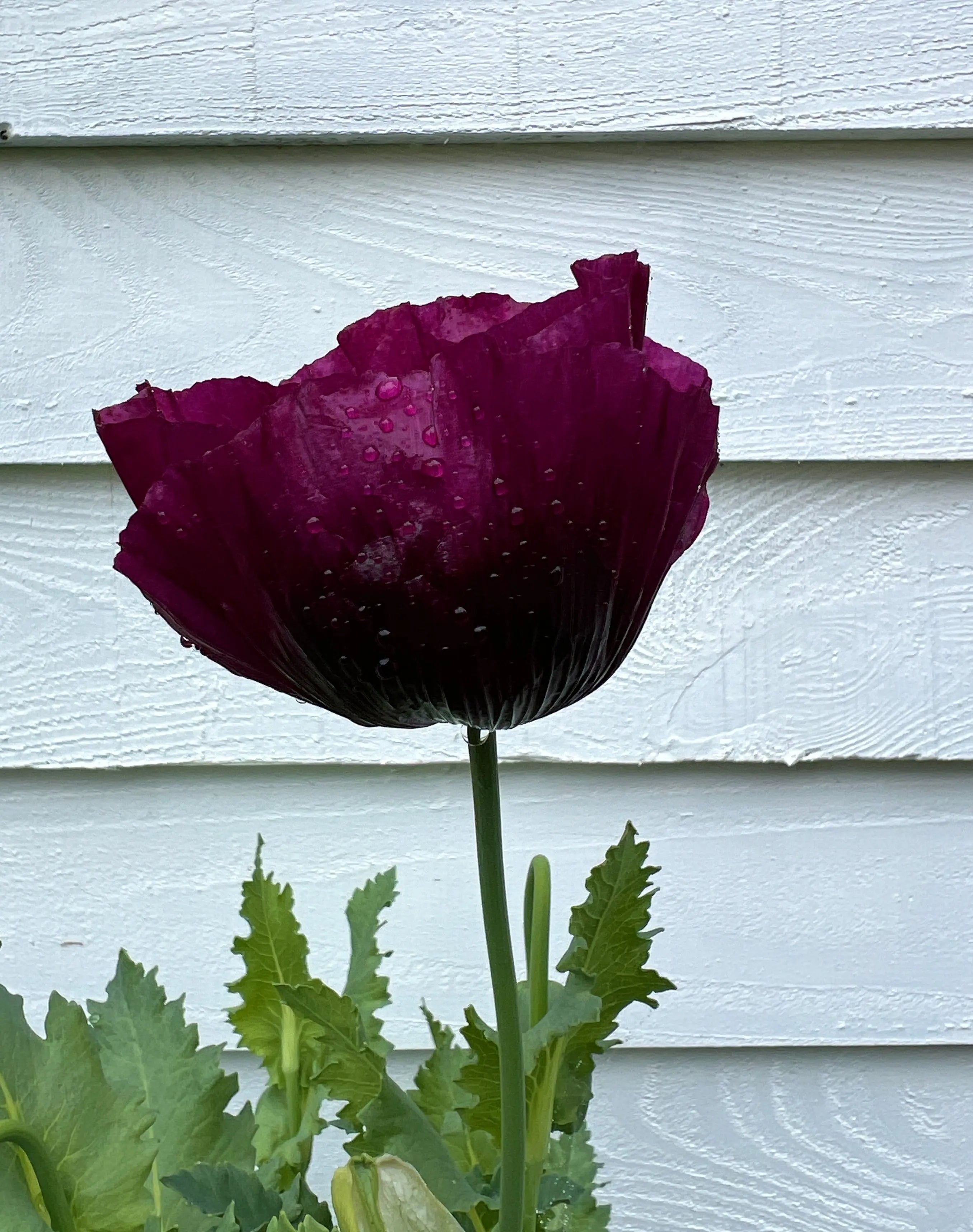Poppy Laurens Grape - REGN