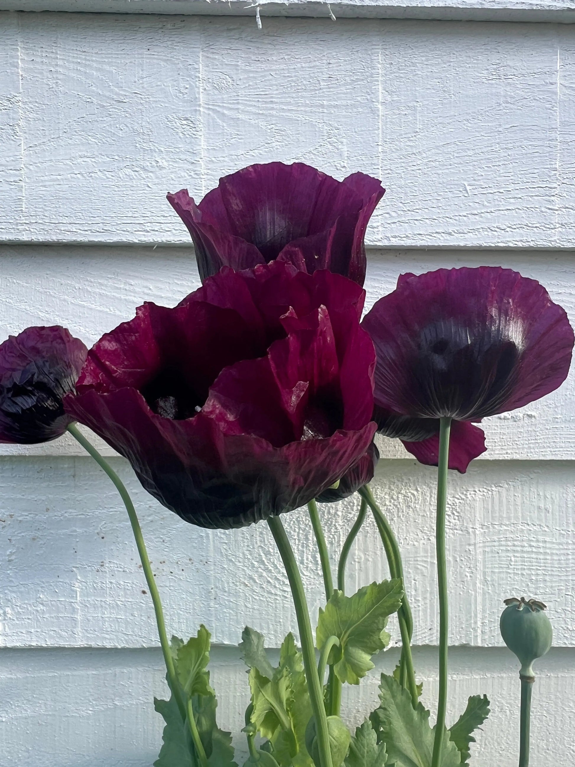 Poppy Laurens Grape - REGN