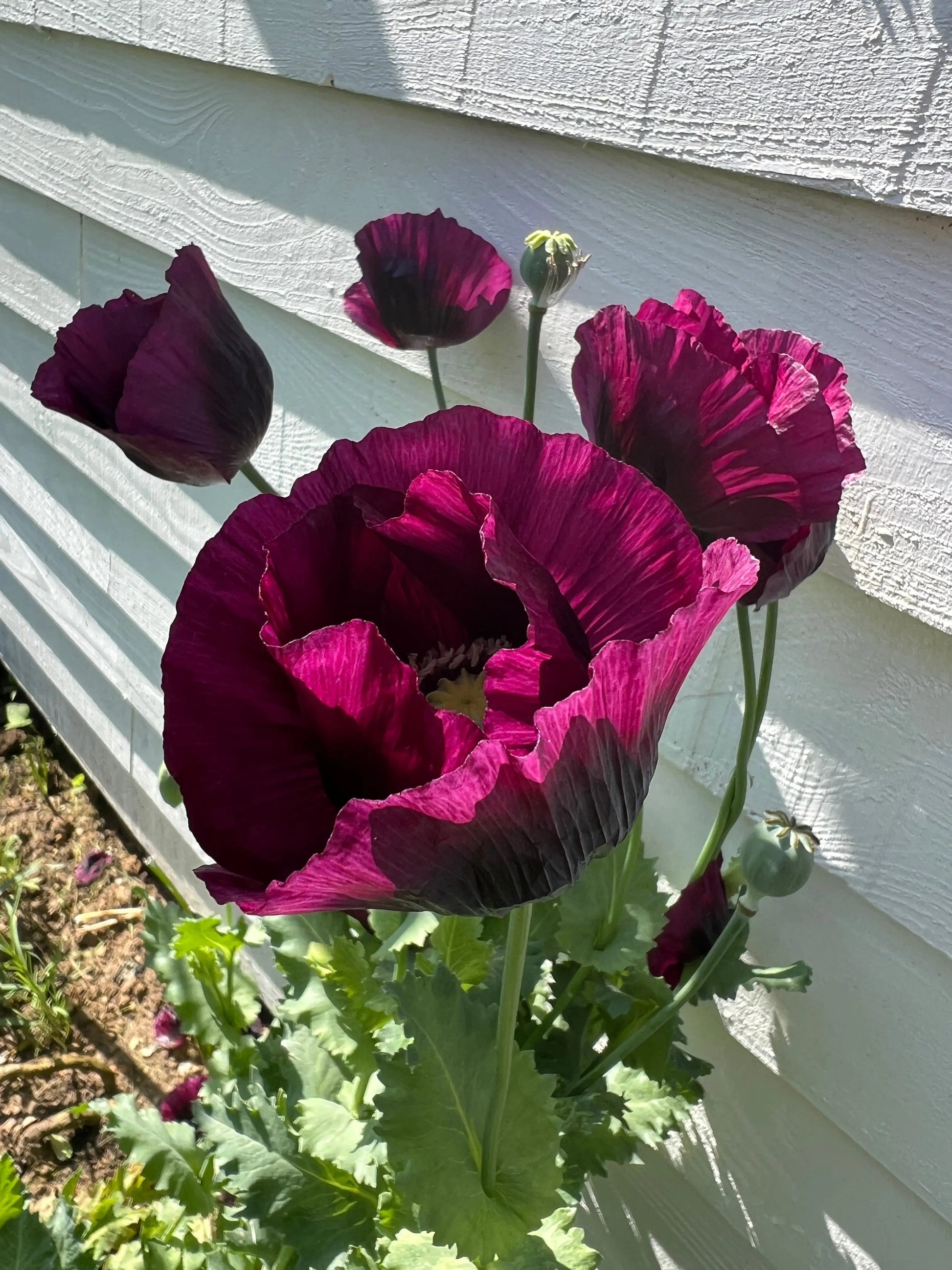Poppy Laurens Grape - REGN
