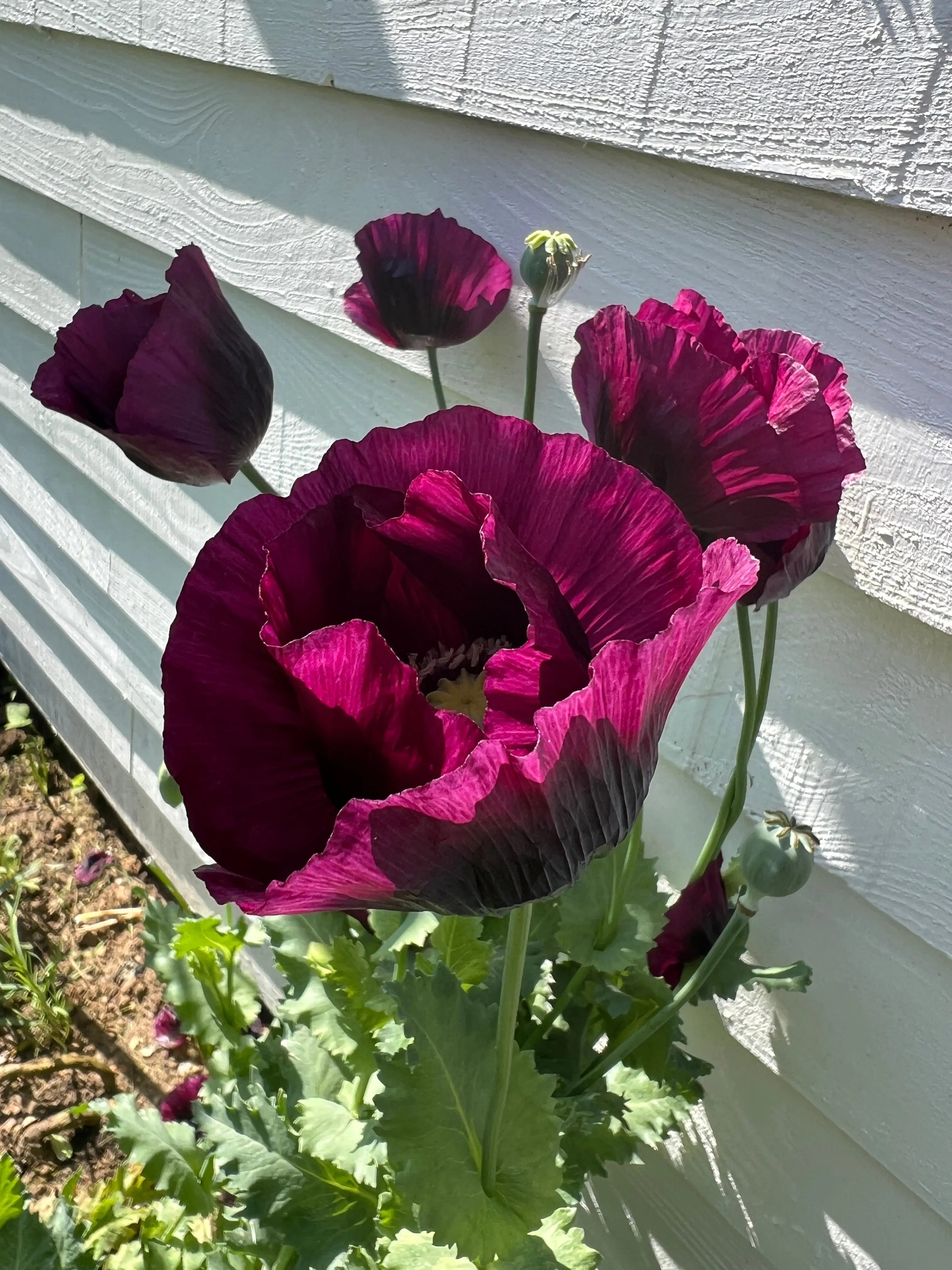 Poppy Laurens Grape - REGN