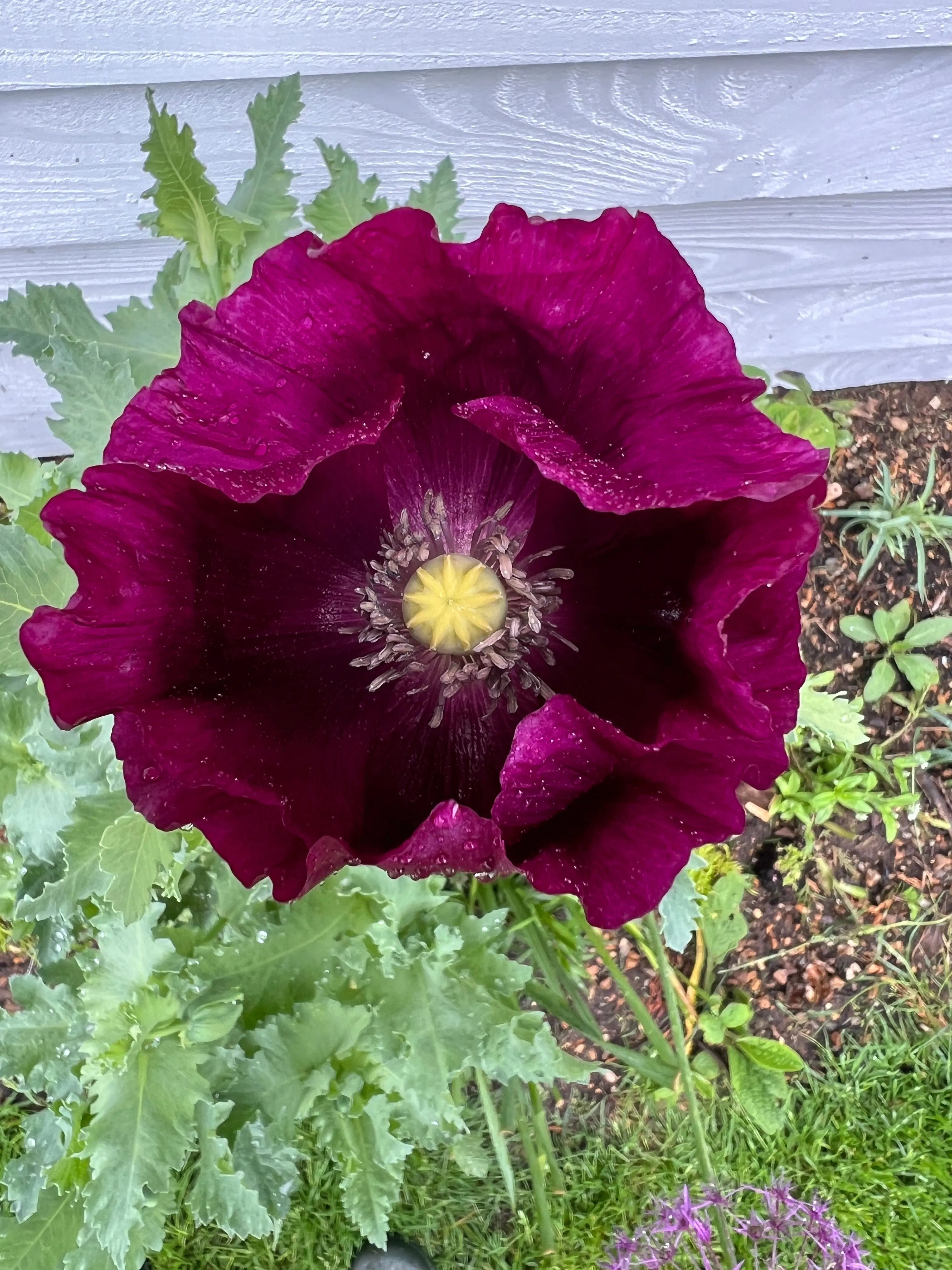 Poppy Laurens Grape - REGN