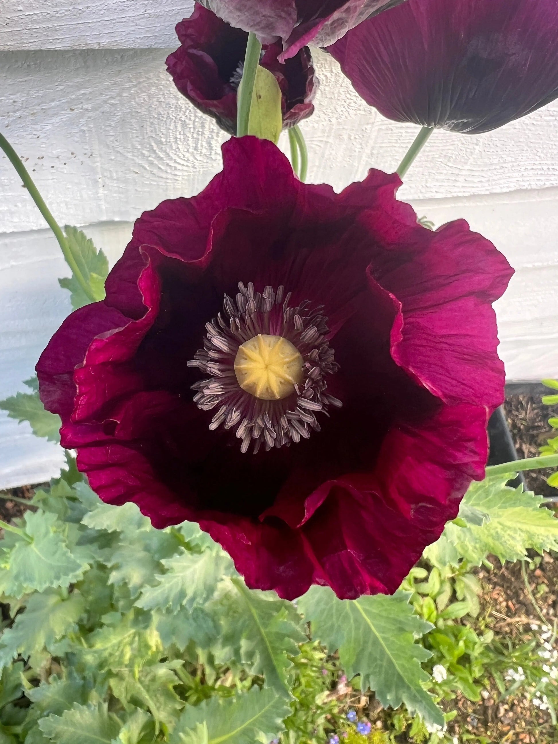 Poppy Laurens Grape - REGN