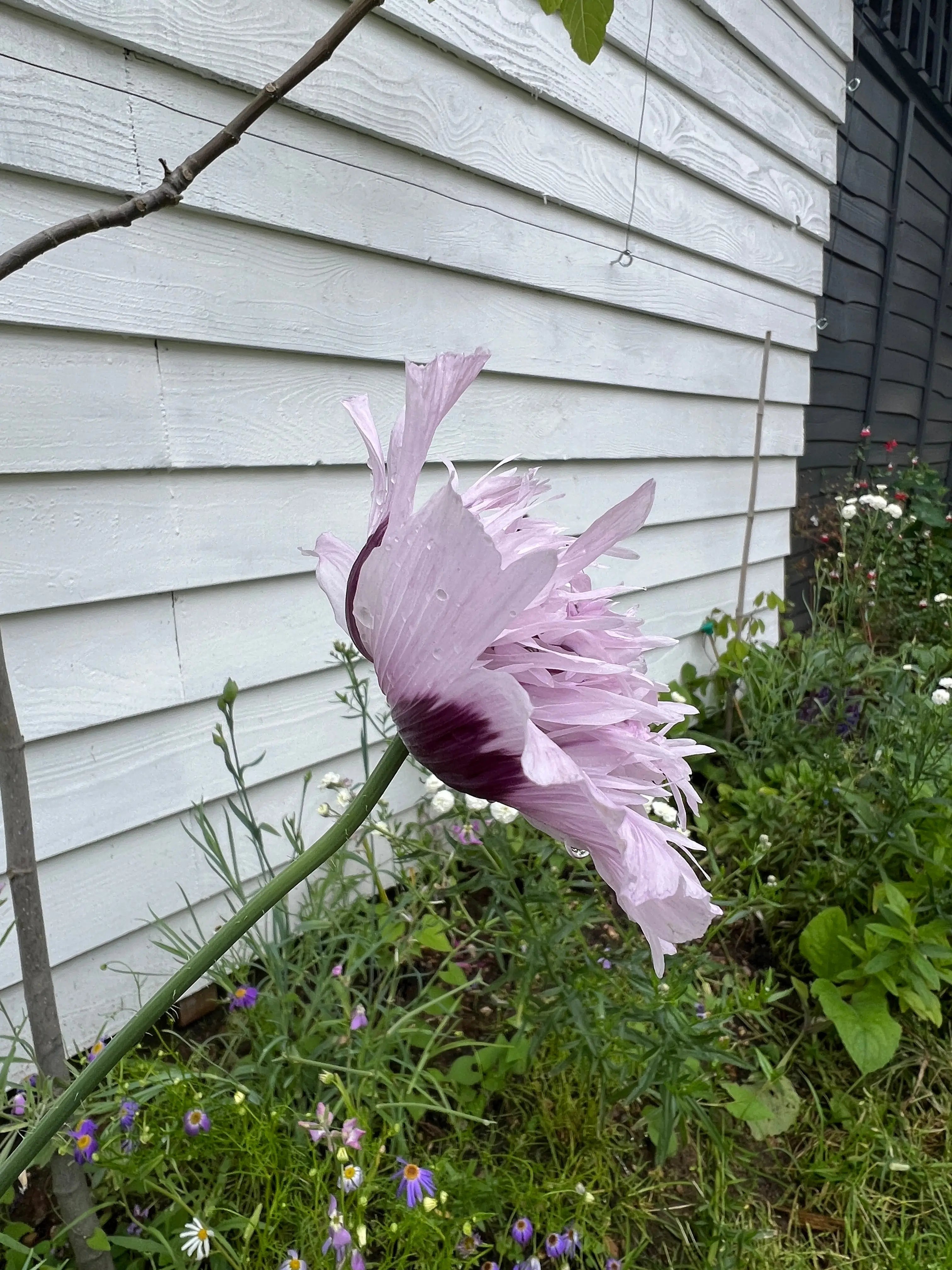Poppy Lilac PomPom - REGN
