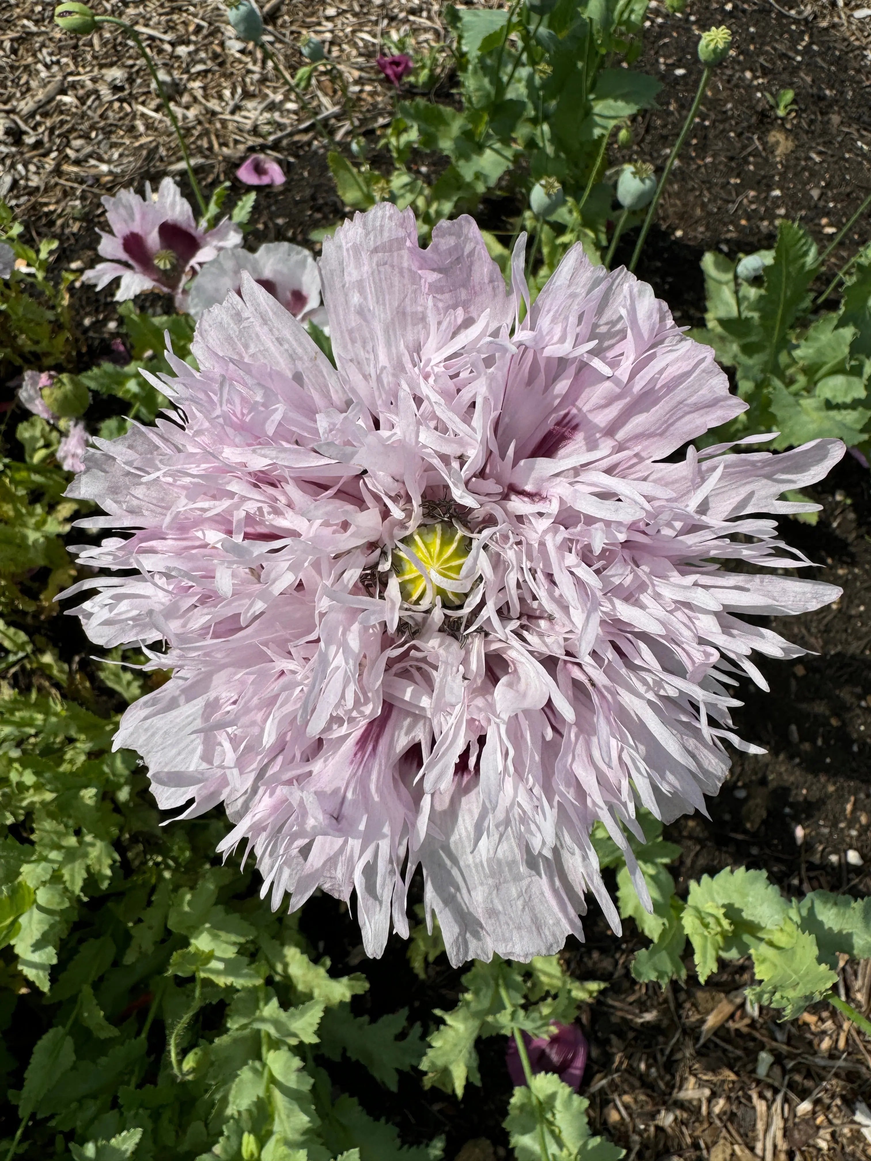 Poppy Lilac PomPom - REGN