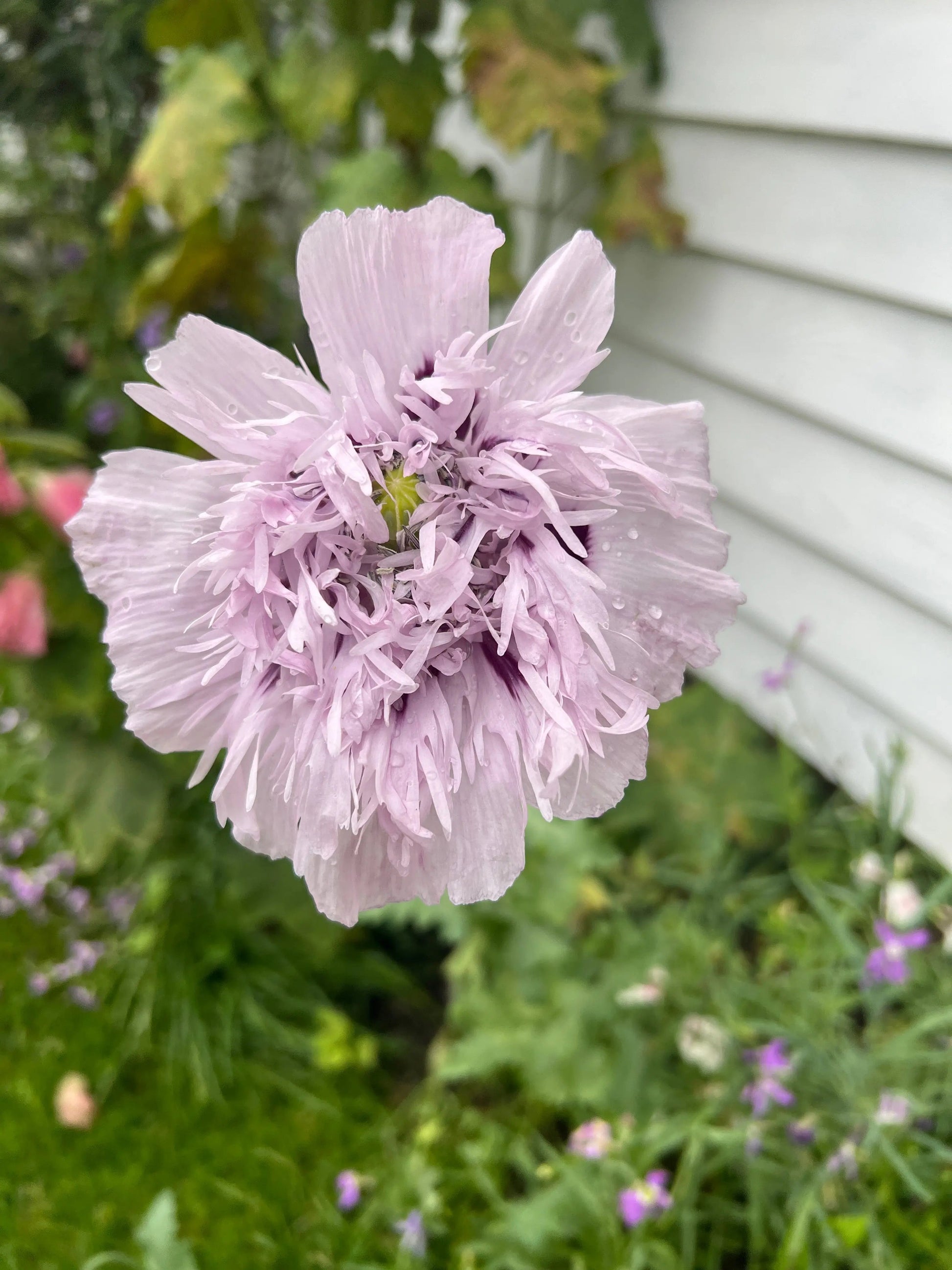 Poppy Lilac PomPom - REGN