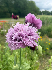 Poppy Lilac PomPom - REGN