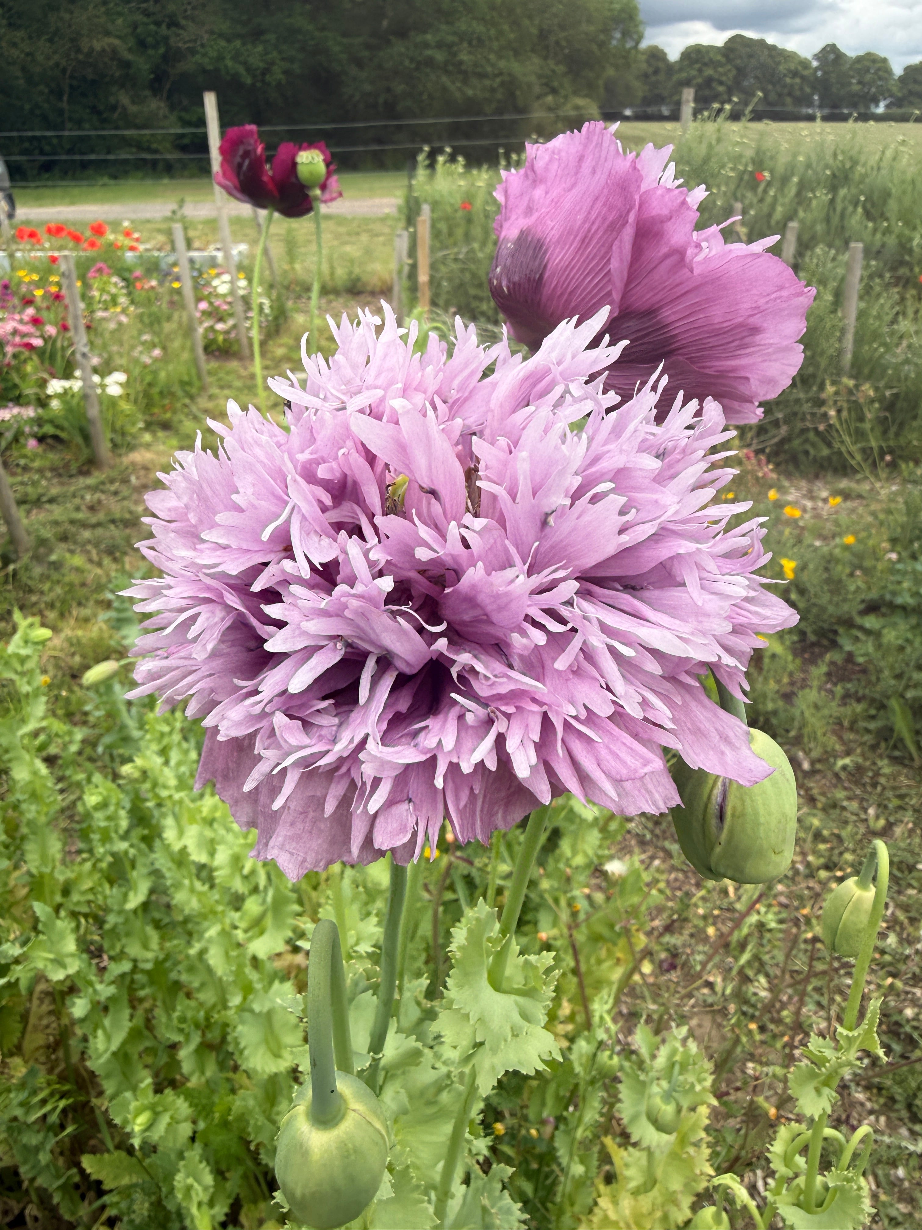 Poppy Lilac PomPom - REGN