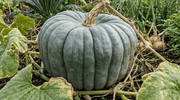 Pumpkin Queensland Blue - REGN