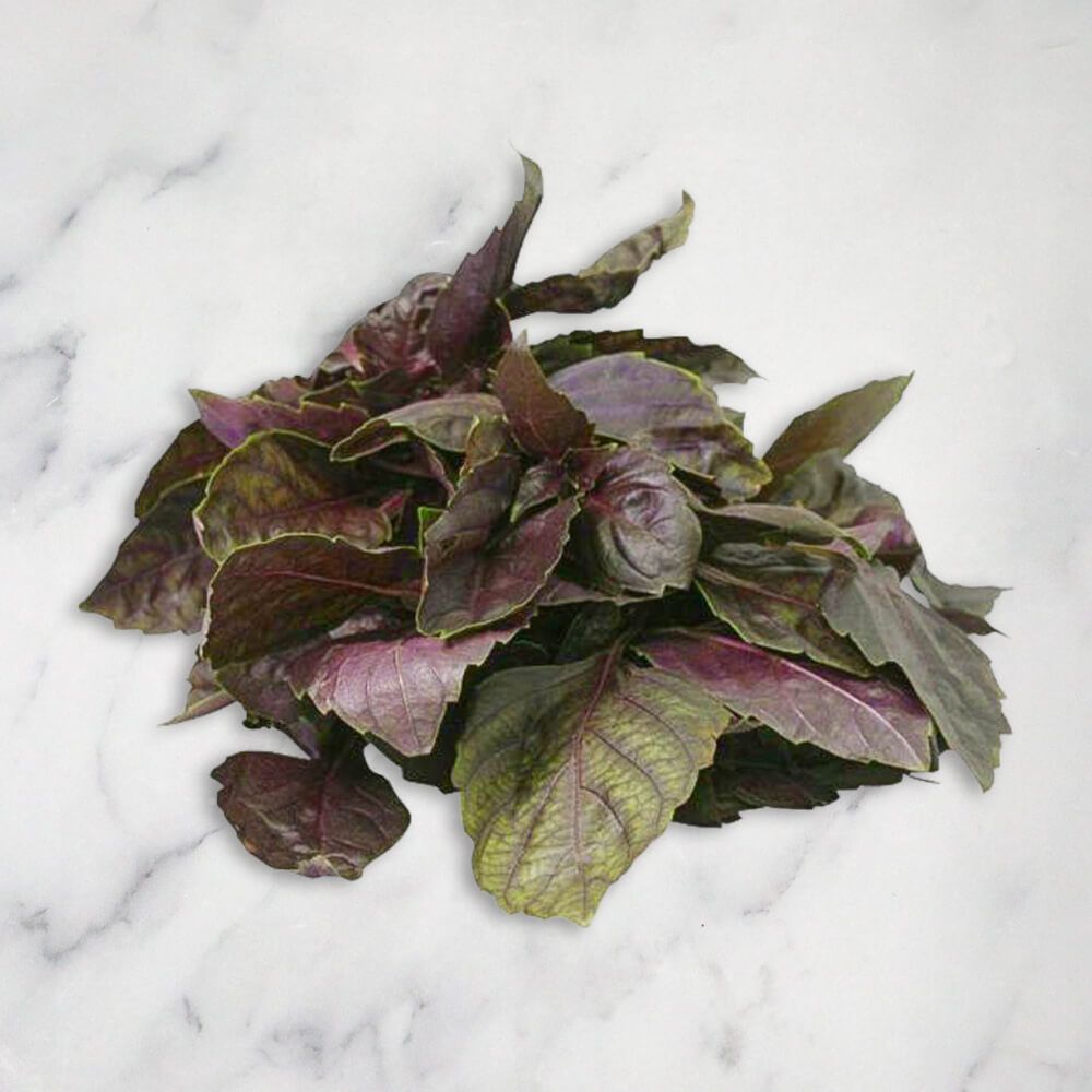 Red Basil (Crimson) - REGN