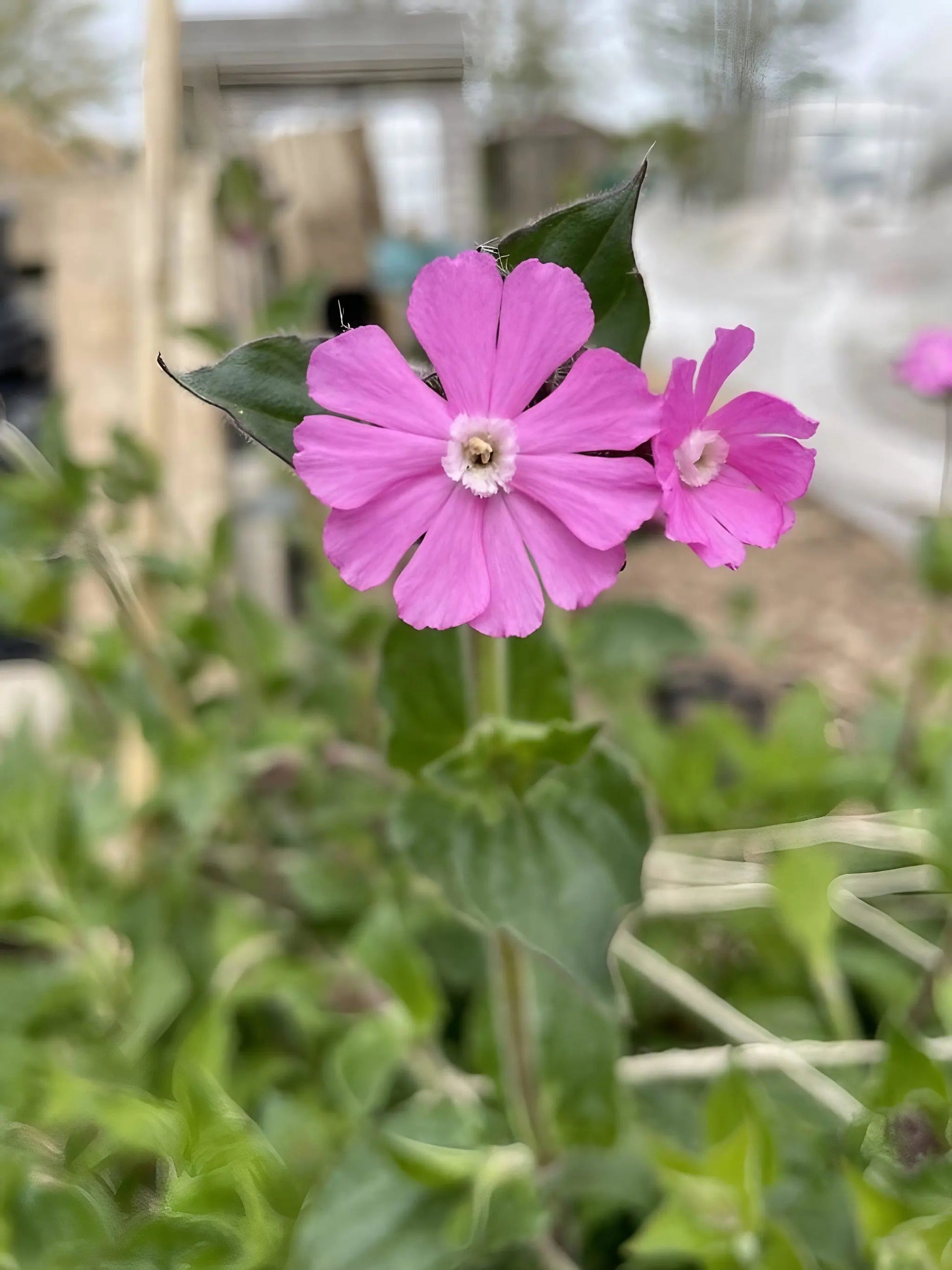 Red Campion - REGN