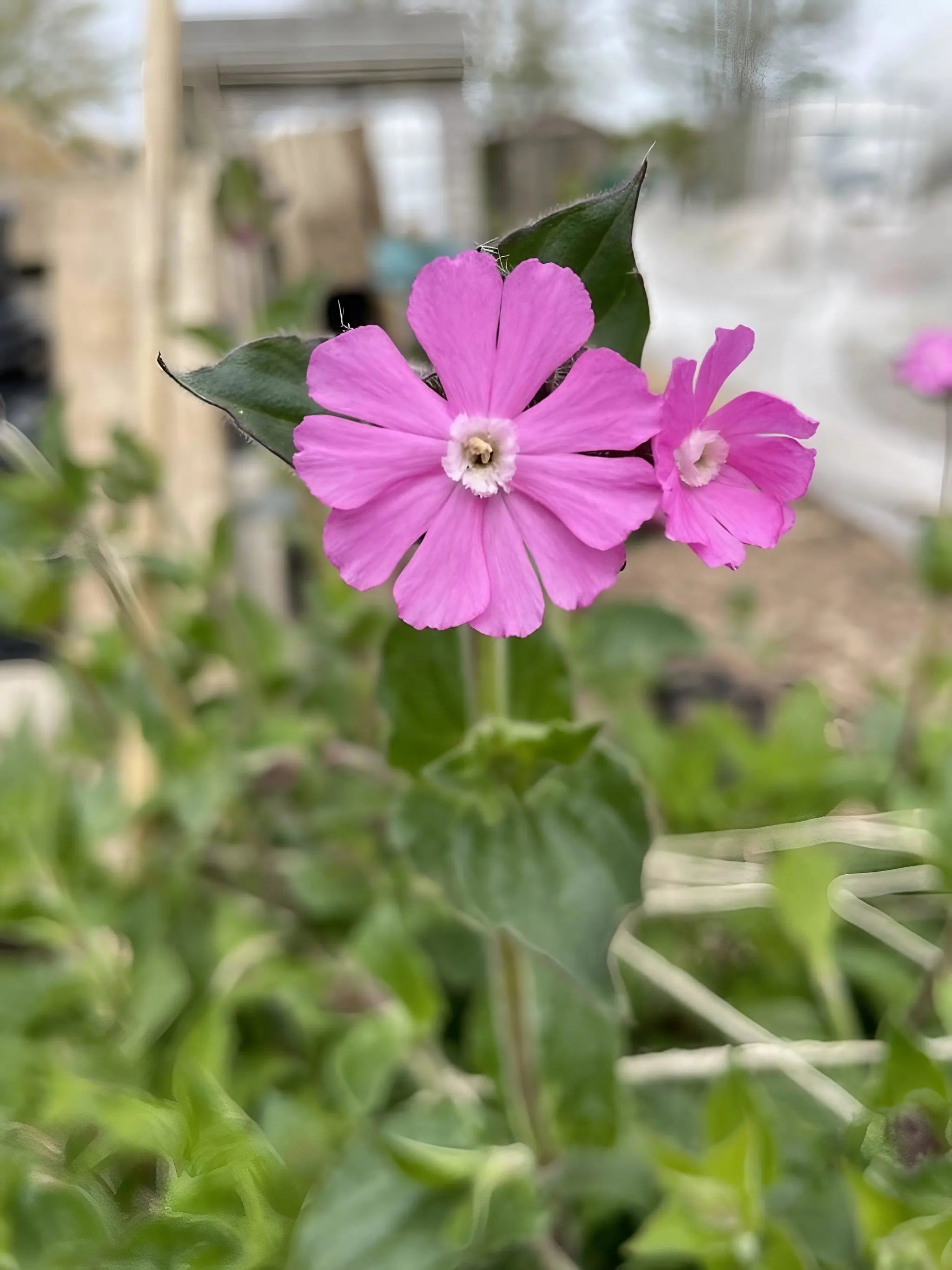 Red Campion - REGN