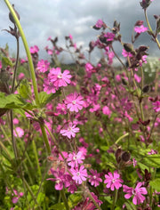 Red Campion - REGN
