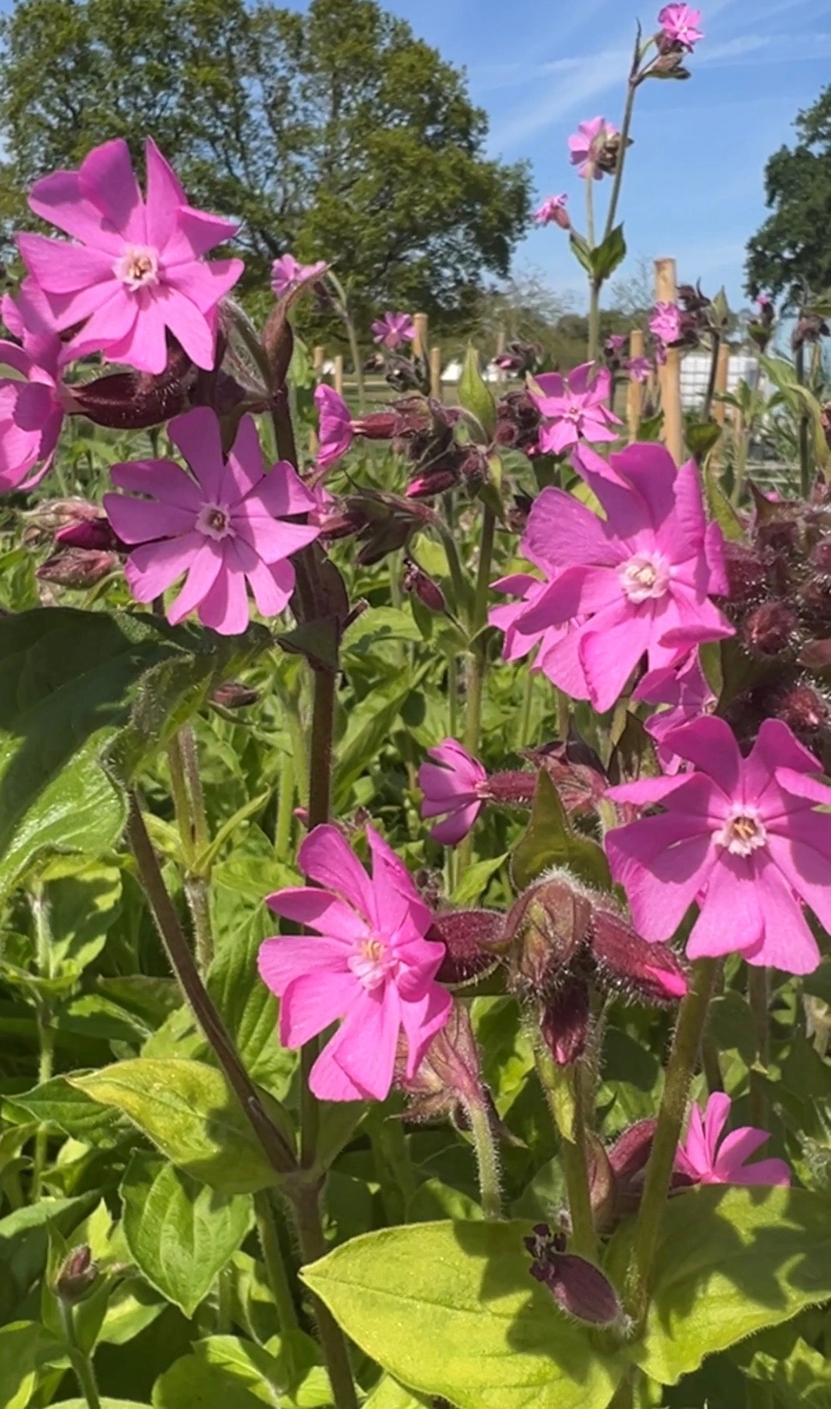 Red Campion - REGN
