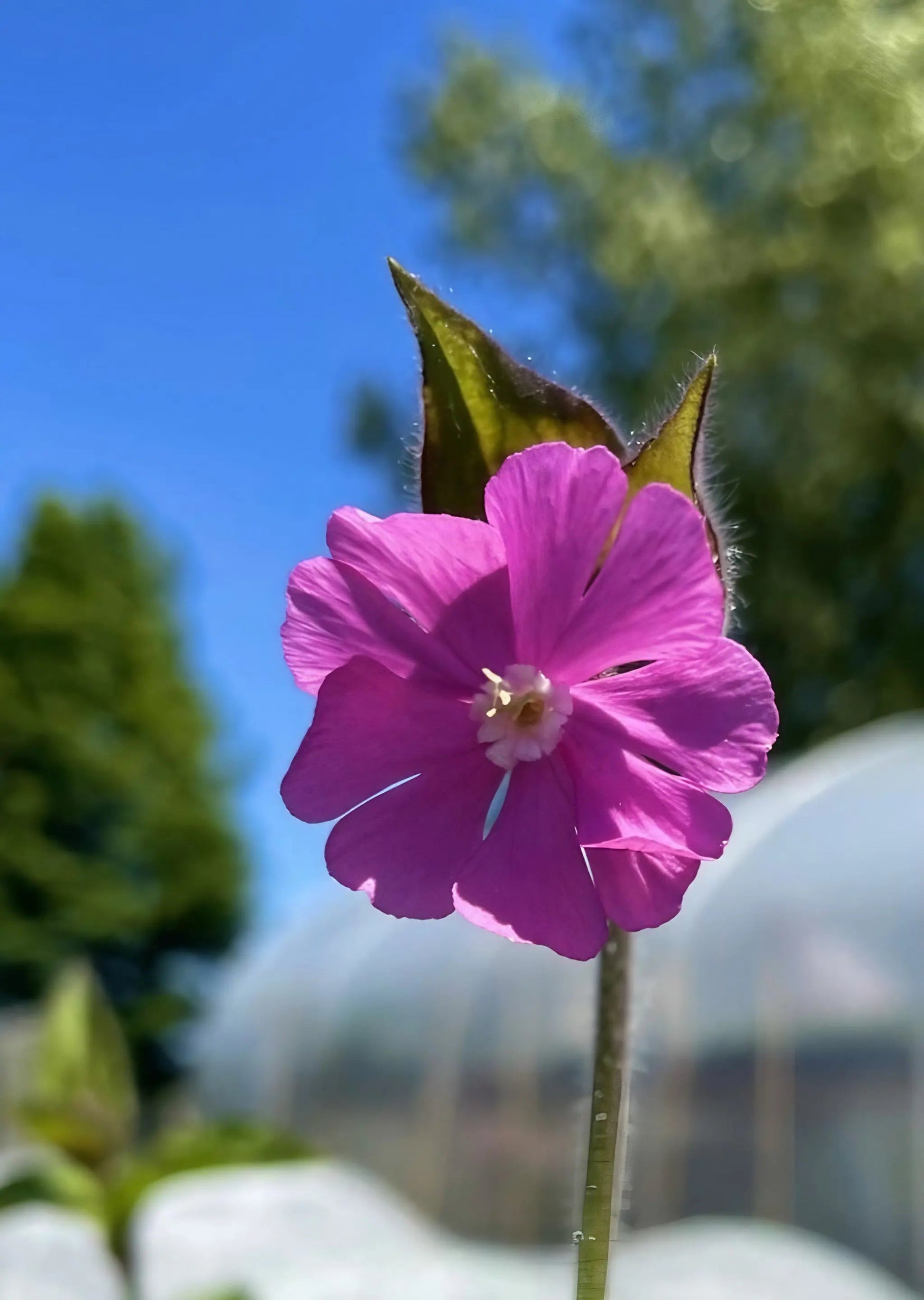Red Campion - REGN