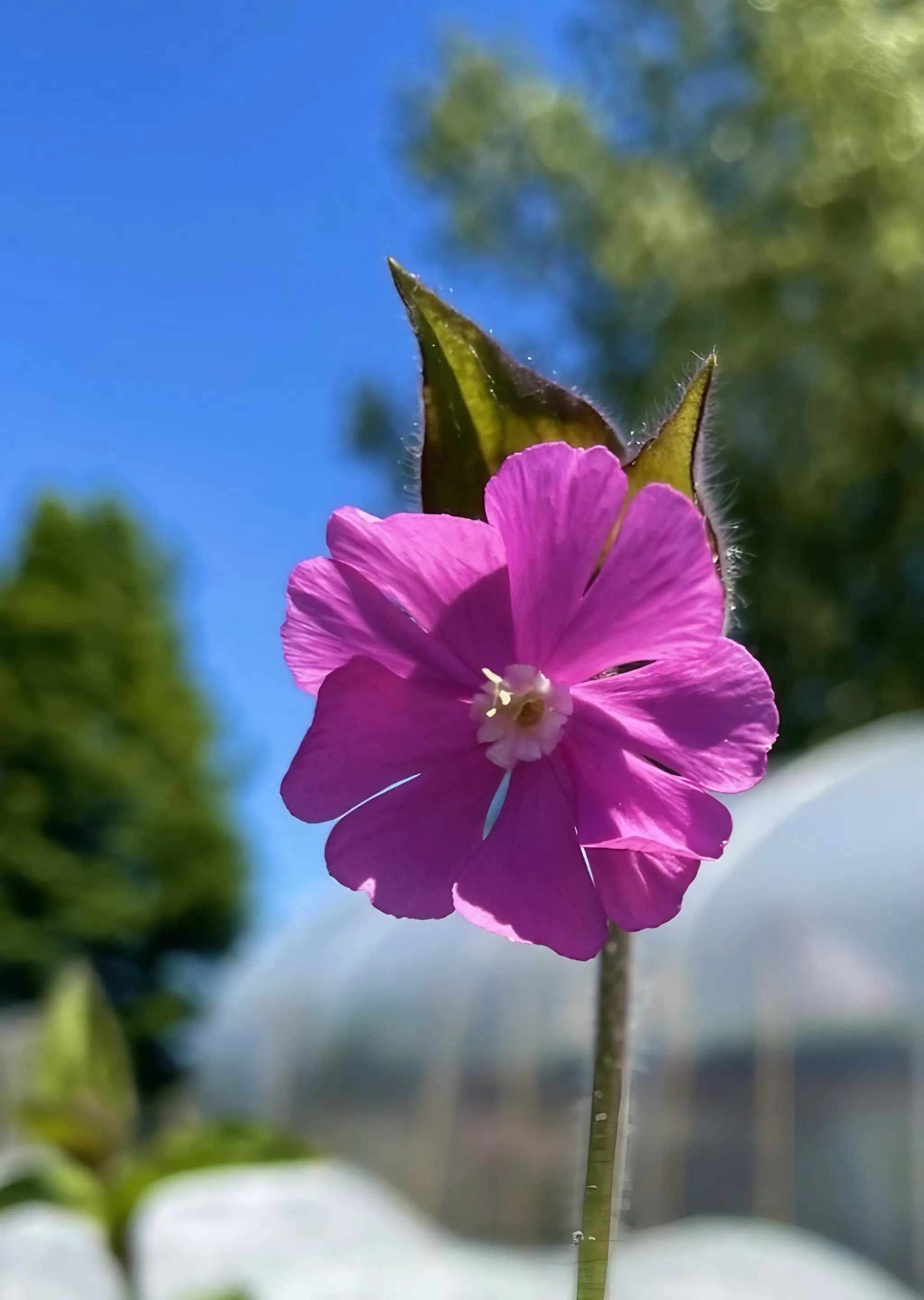 Red Campion - REGN