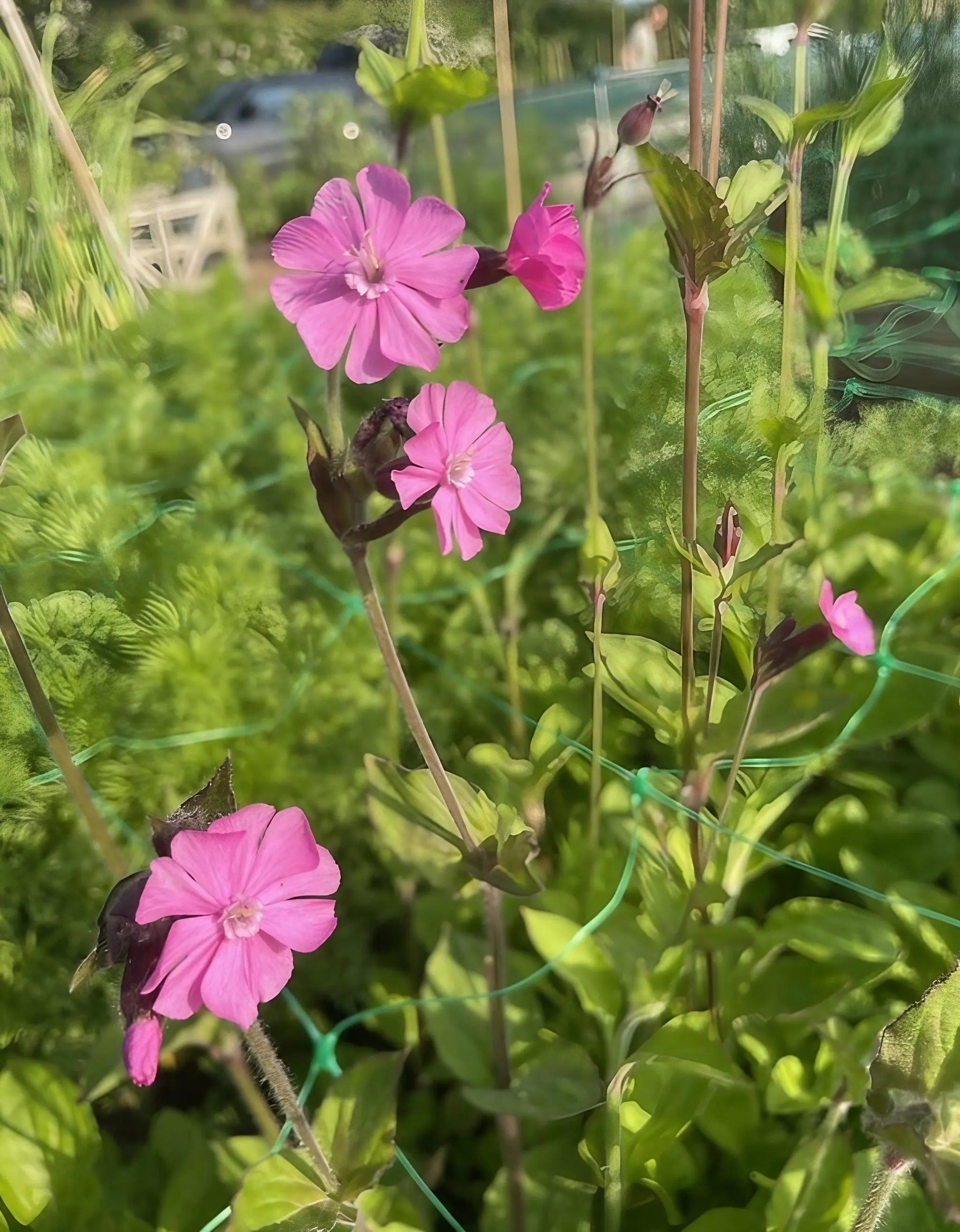 Red Campion - REGN