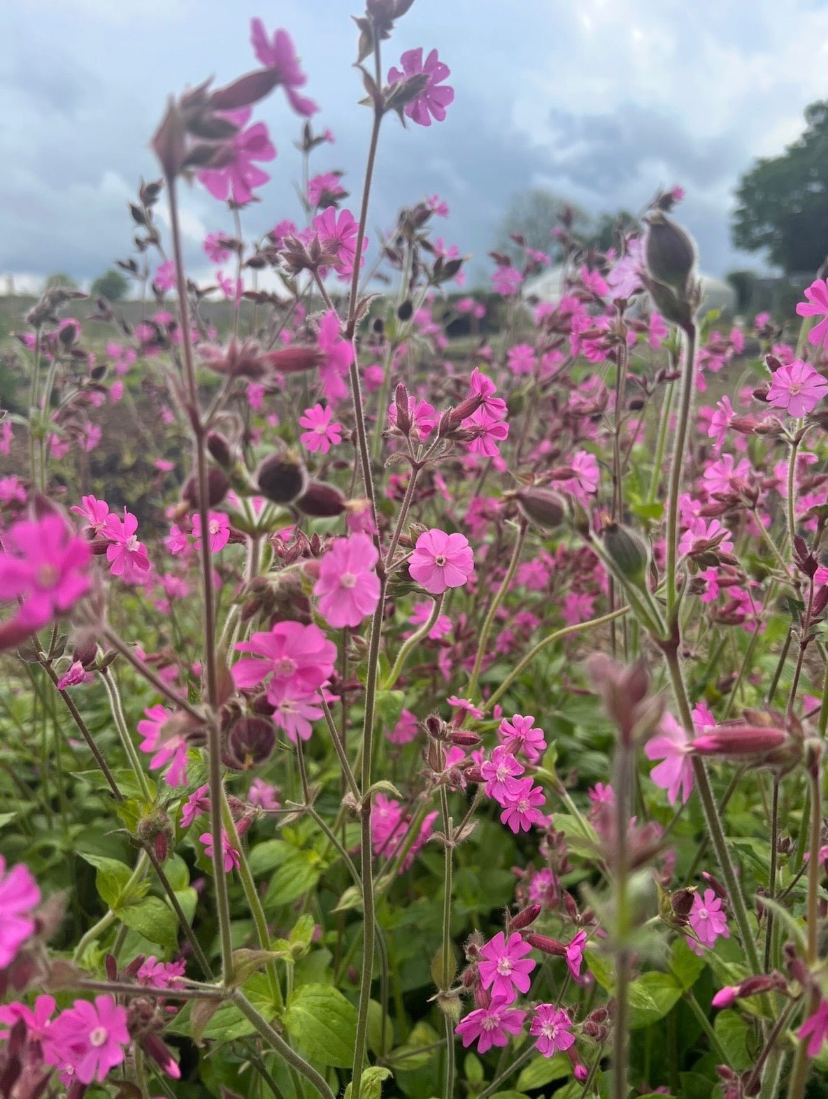 Red Campion - REGN