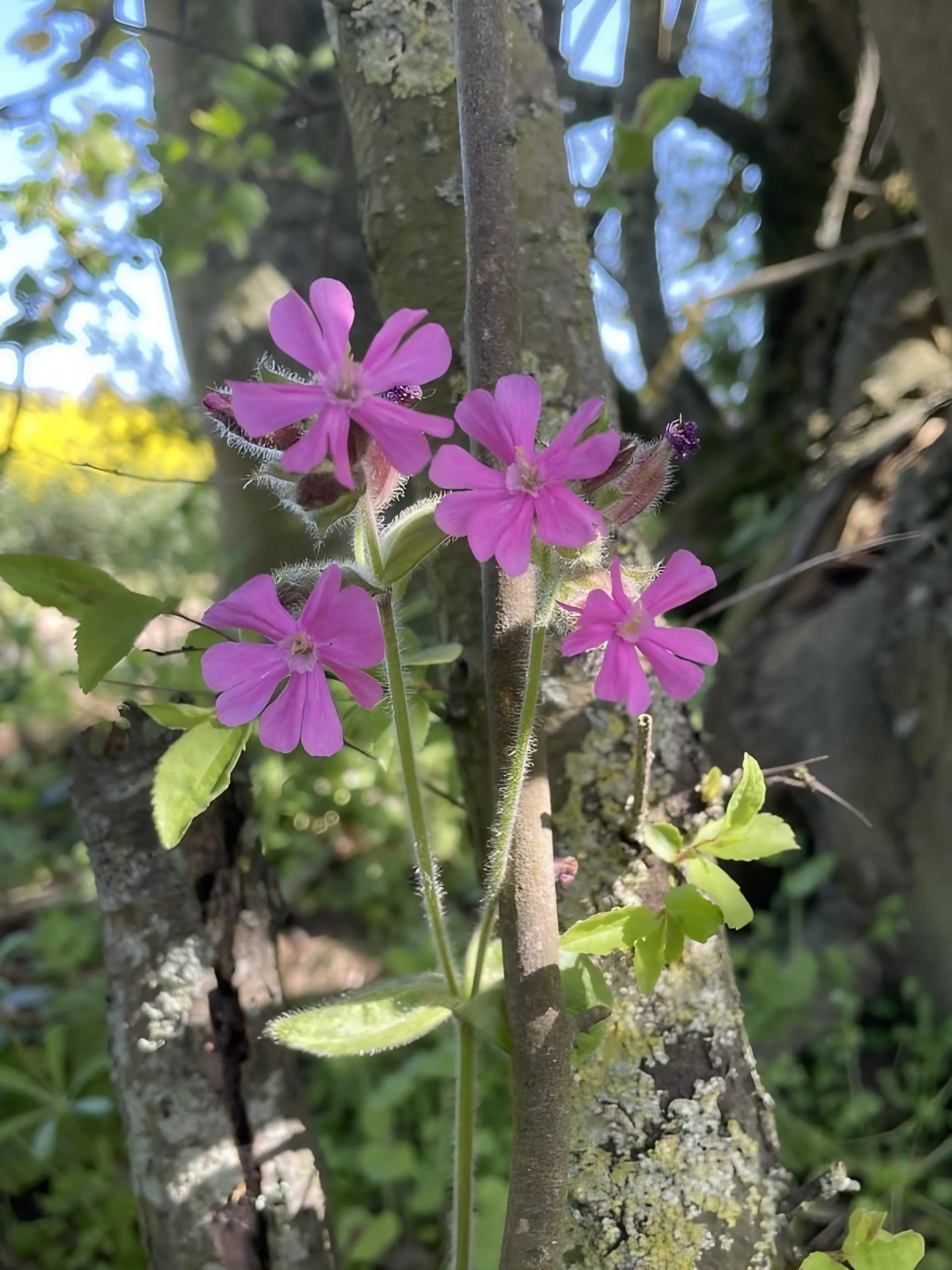 Red Campion - REGN