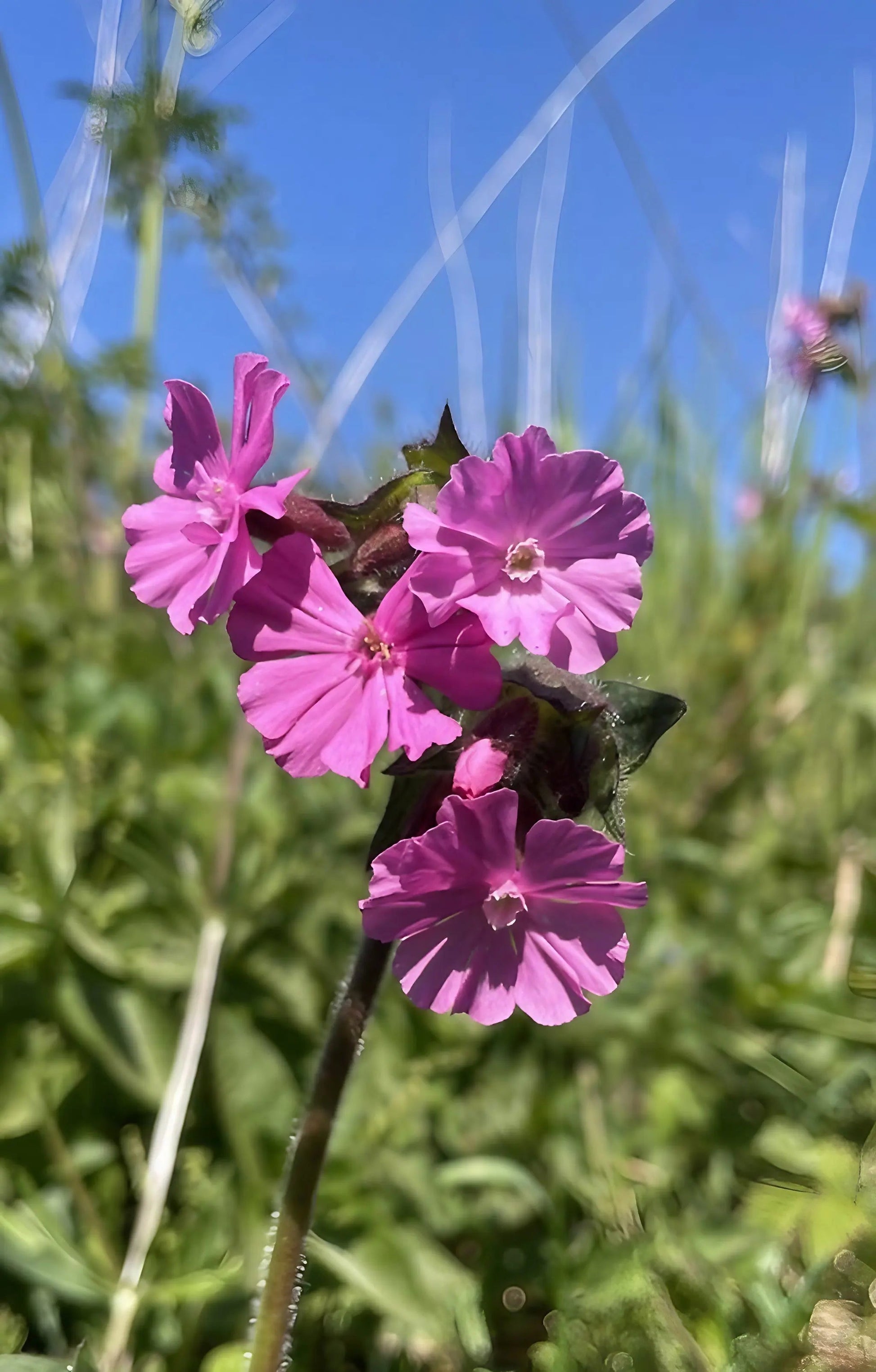 Red Campion - REGN