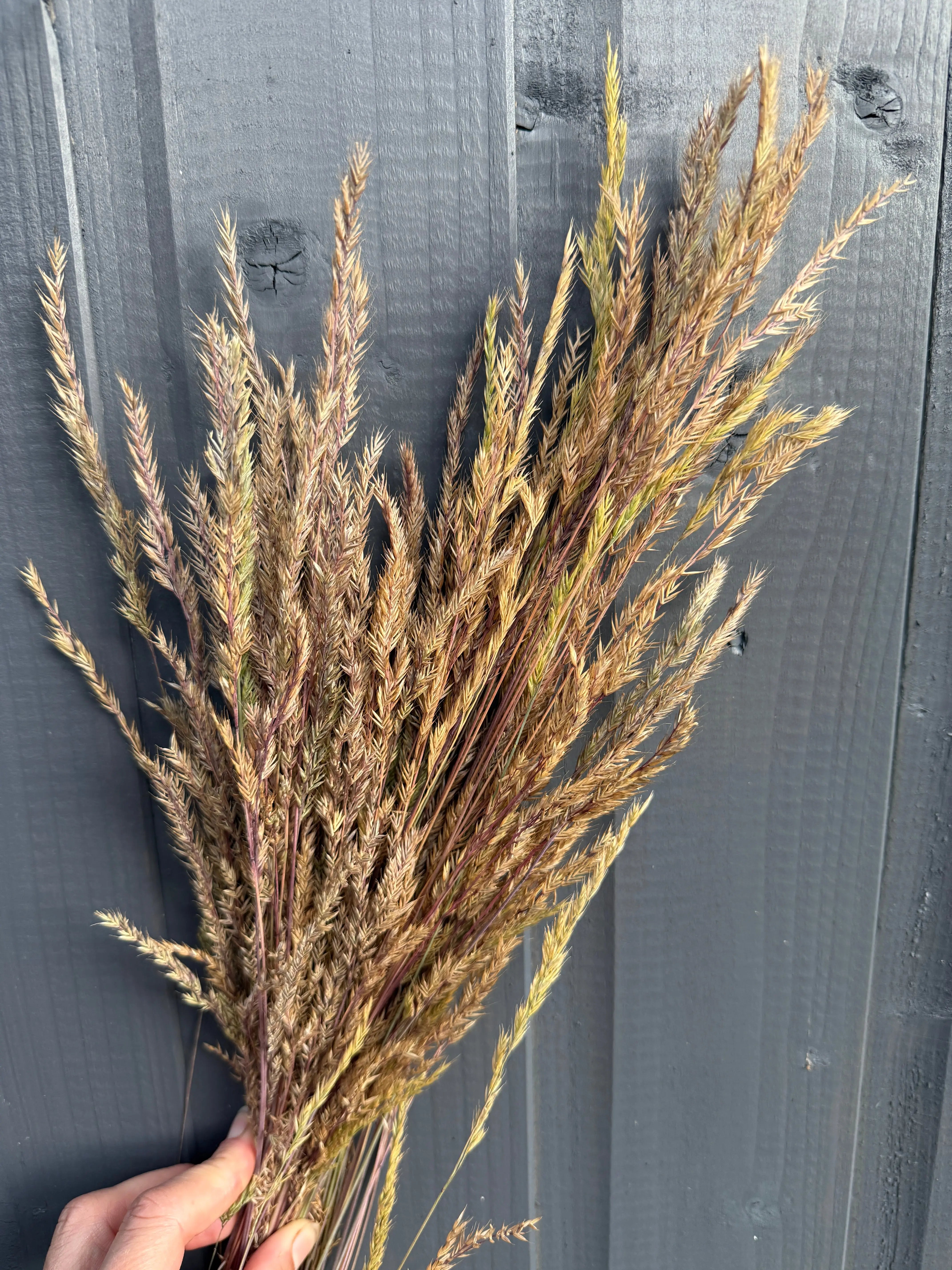 Reed Grass Dried - REGN