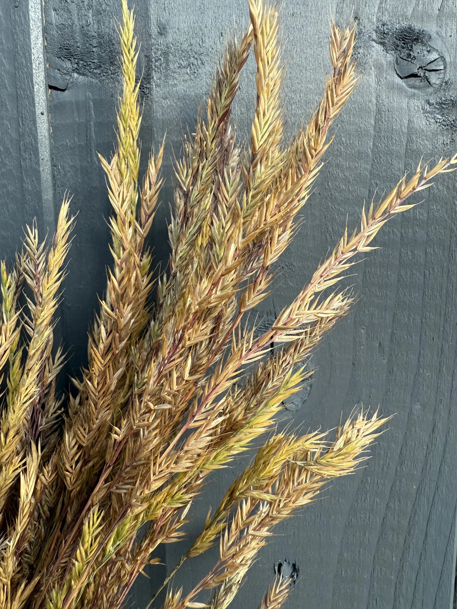 Reed Grass Dried - REGN