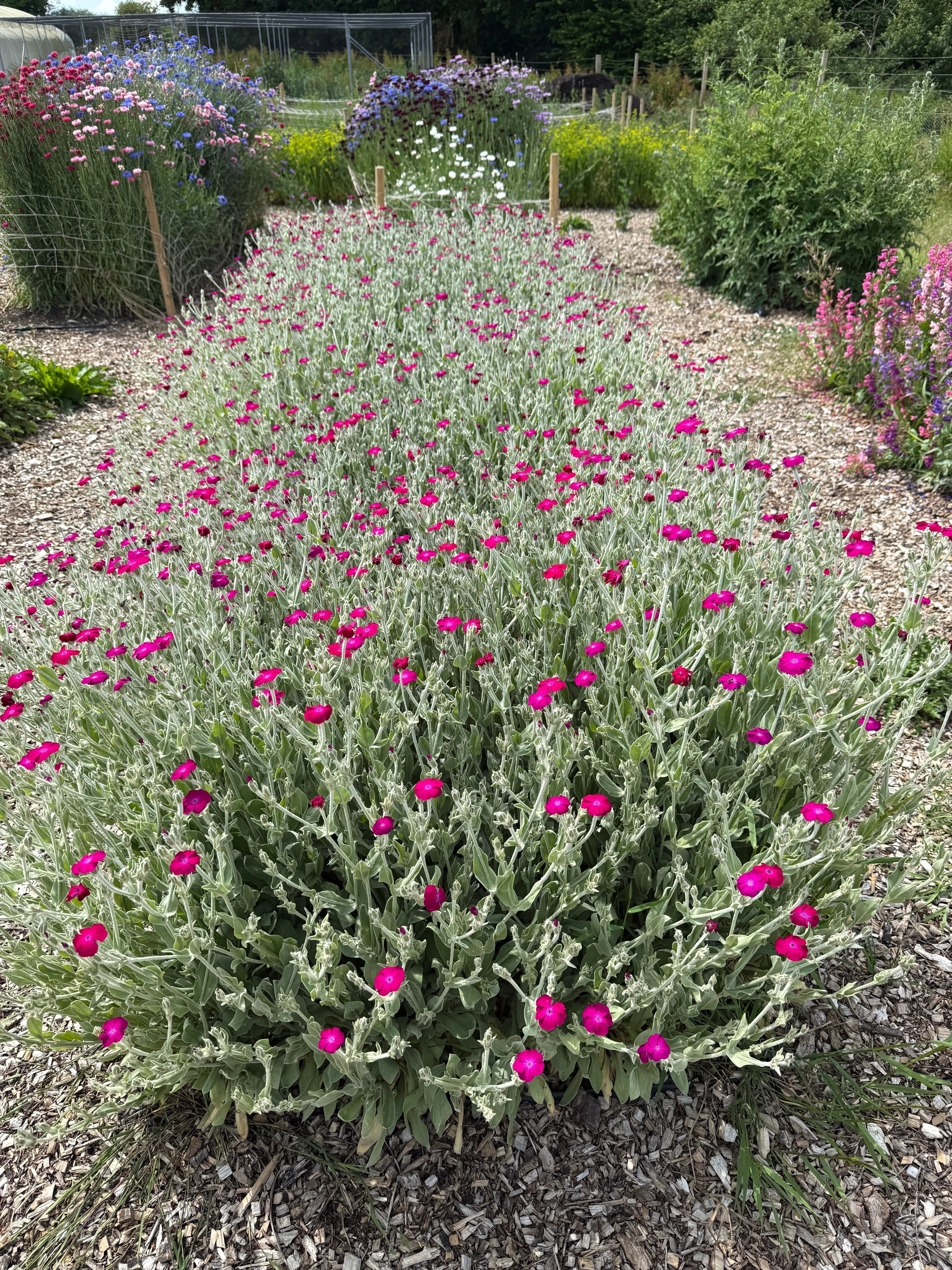 Rose Campion - REGN