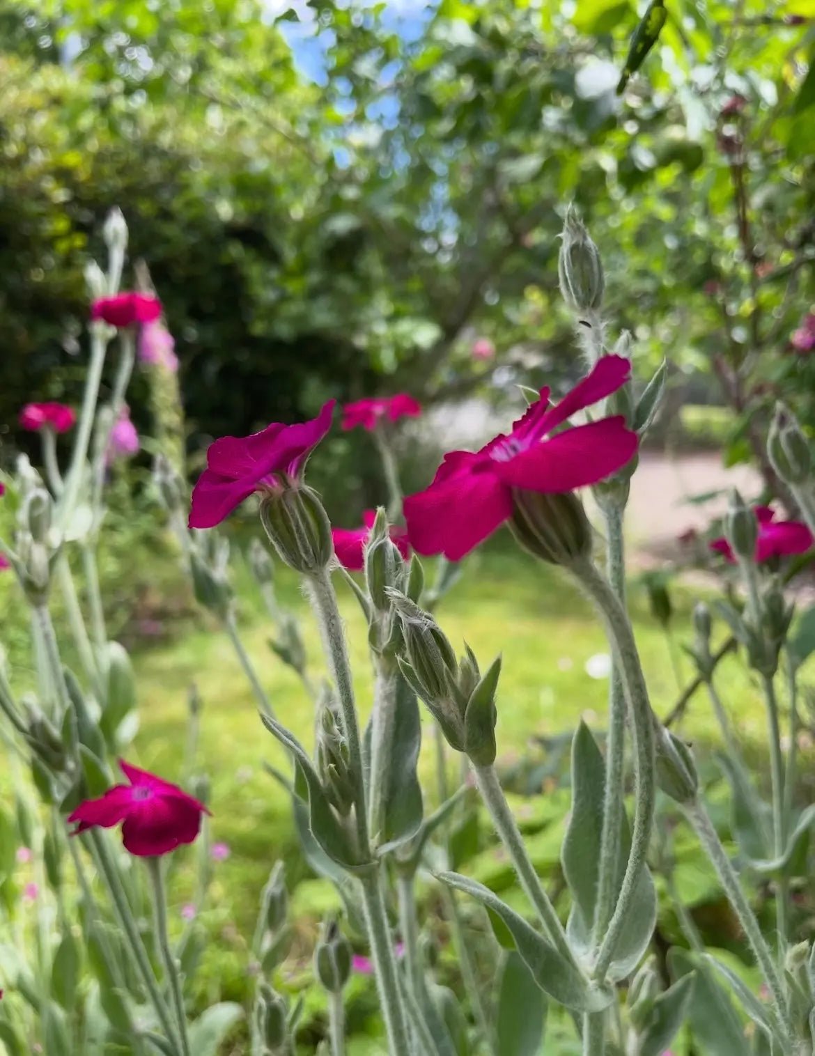 Rose Campion - REGN