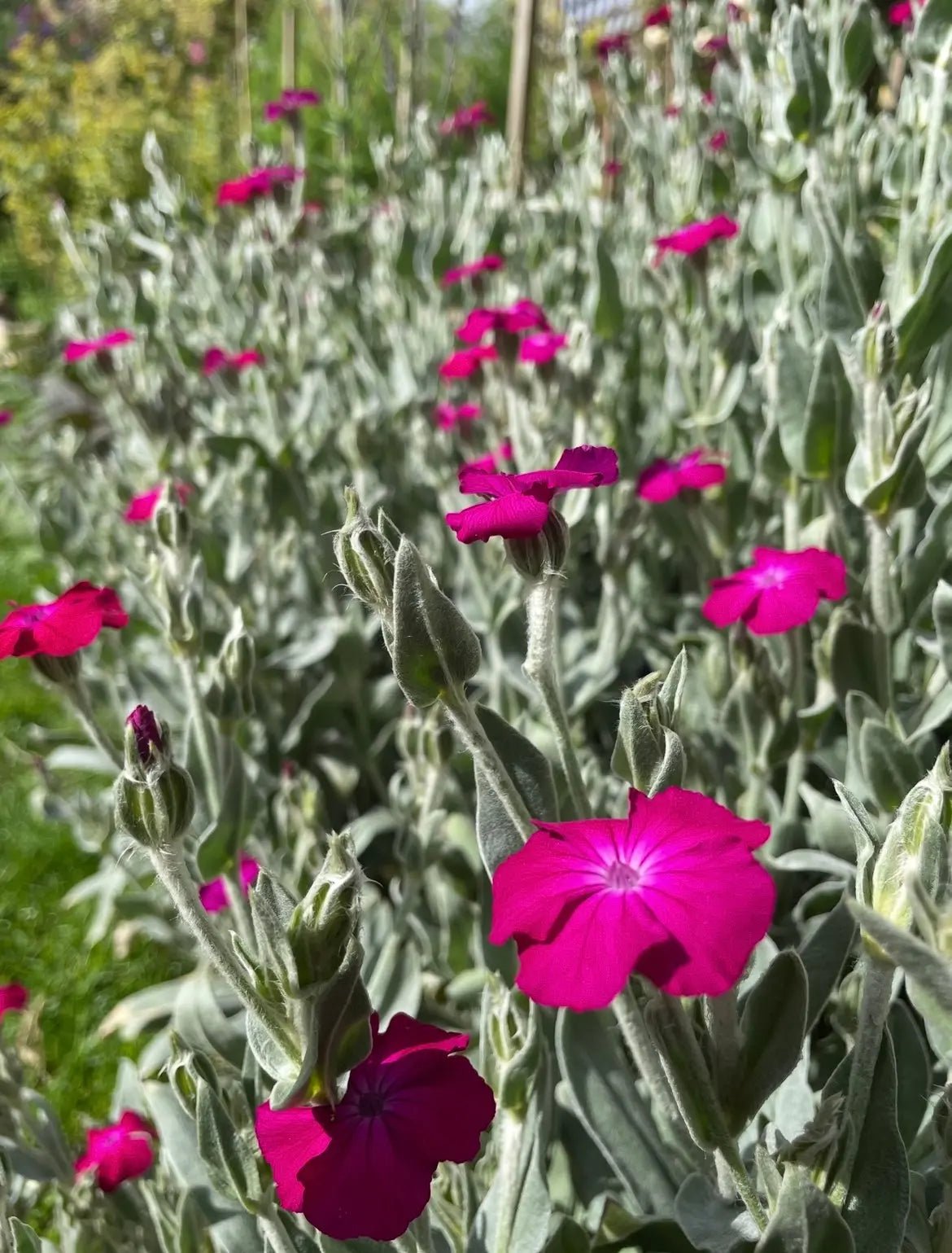 Rose Campion - REGN