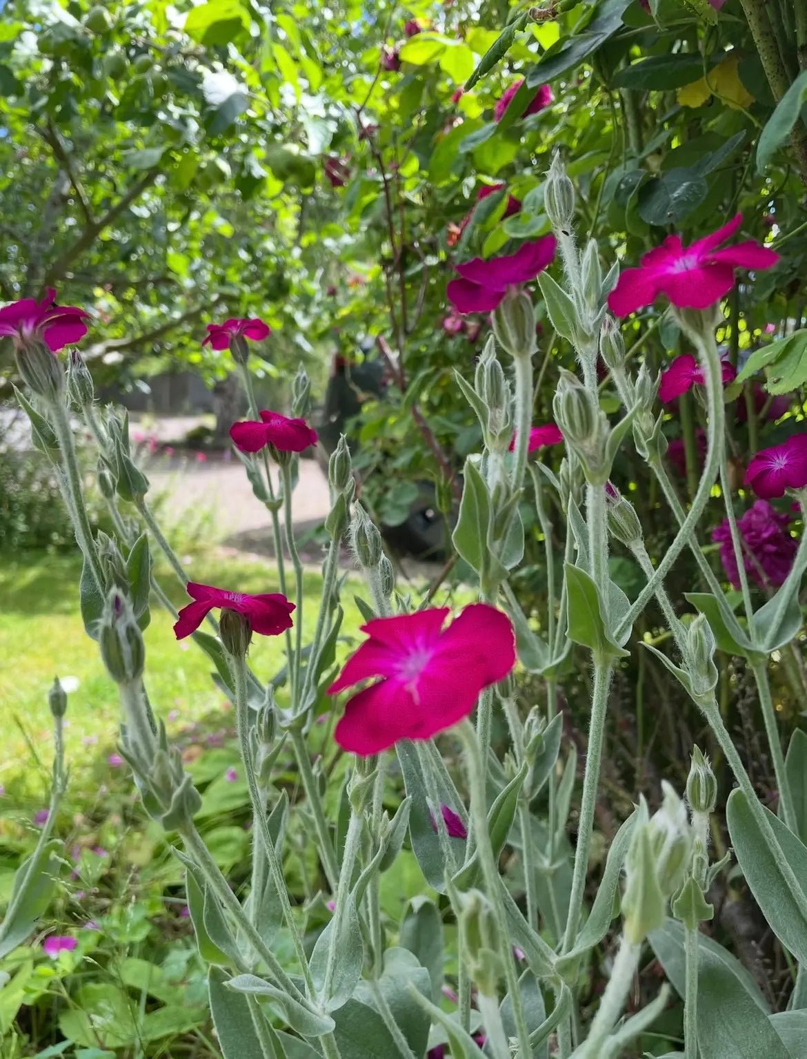 Rose Campion - REGN