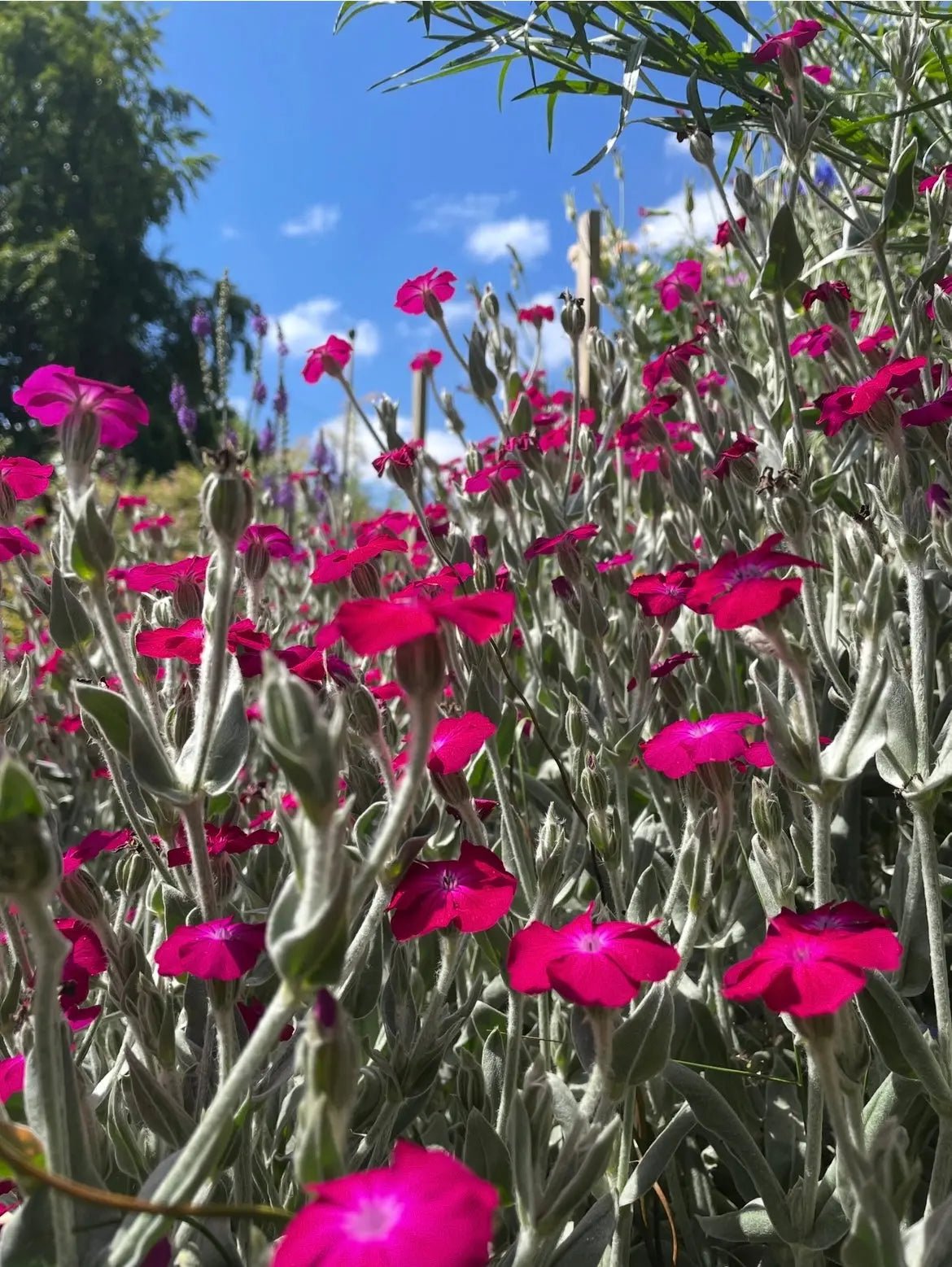 Rose Campion - REGN