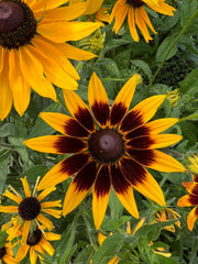 Rudbeckia Autumn Forest - REGN