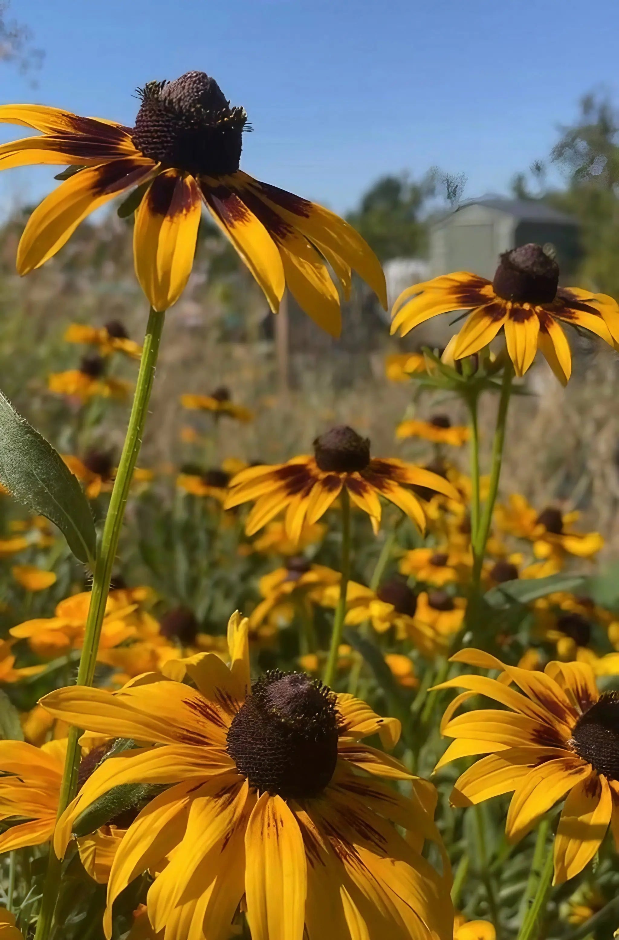 Rudbeckia Autumn Forest - REGN