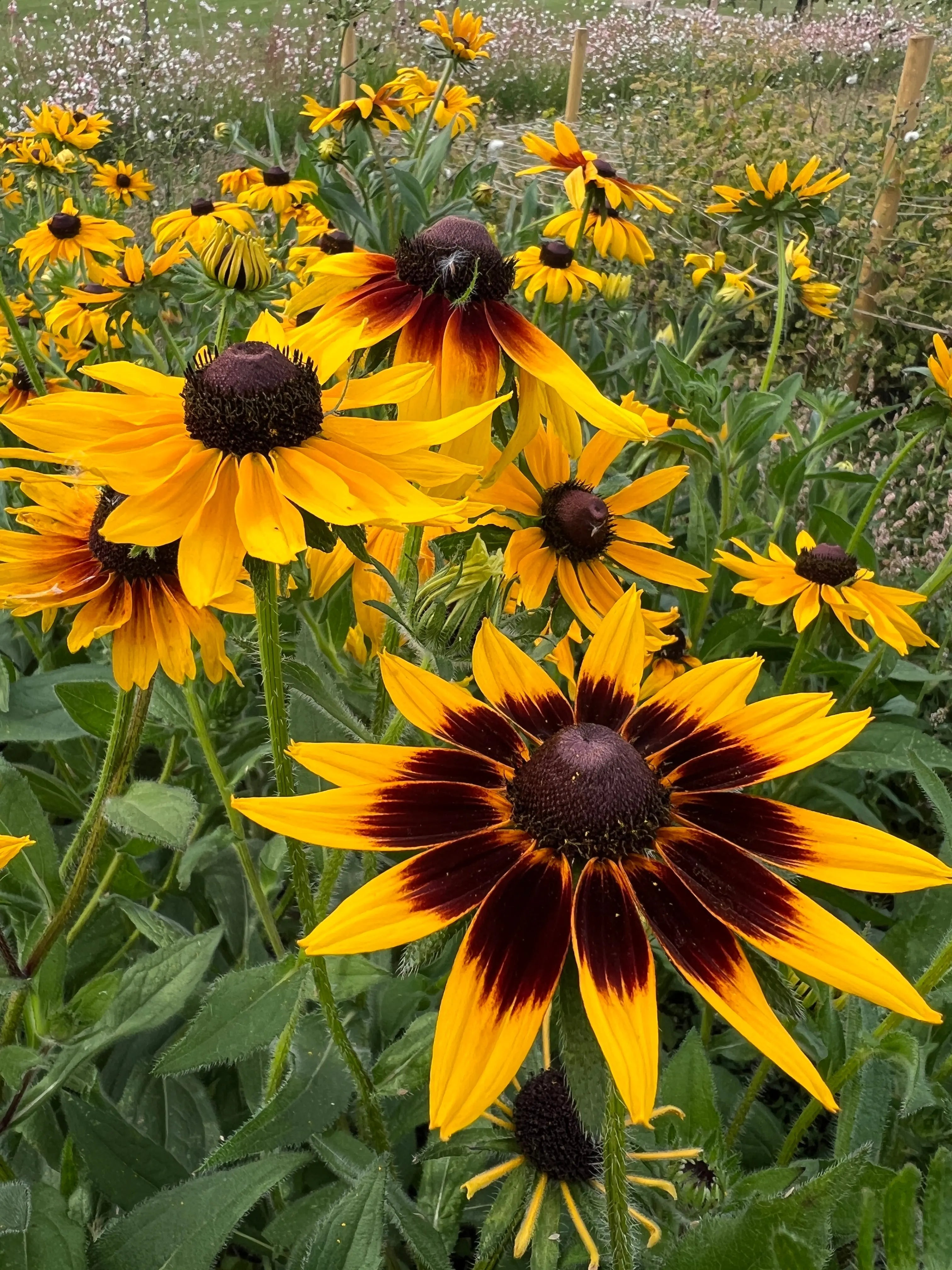 Rudbeckia Autumn Forest - REGN