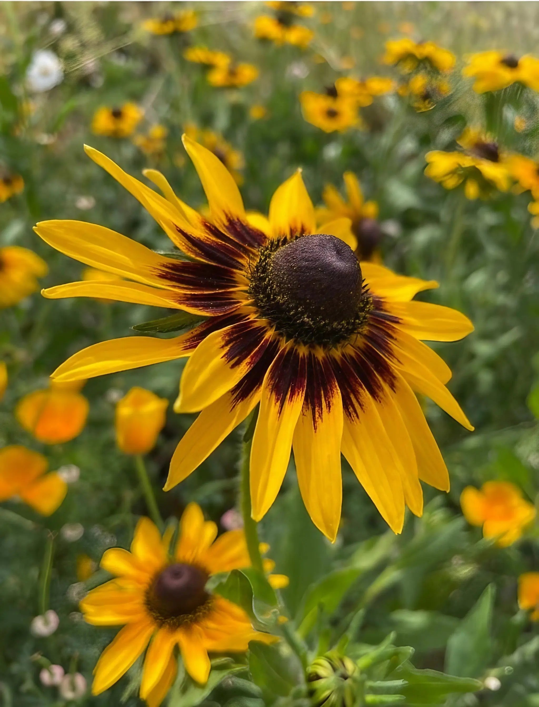 Rudbeckia Autumn Forest - REGN