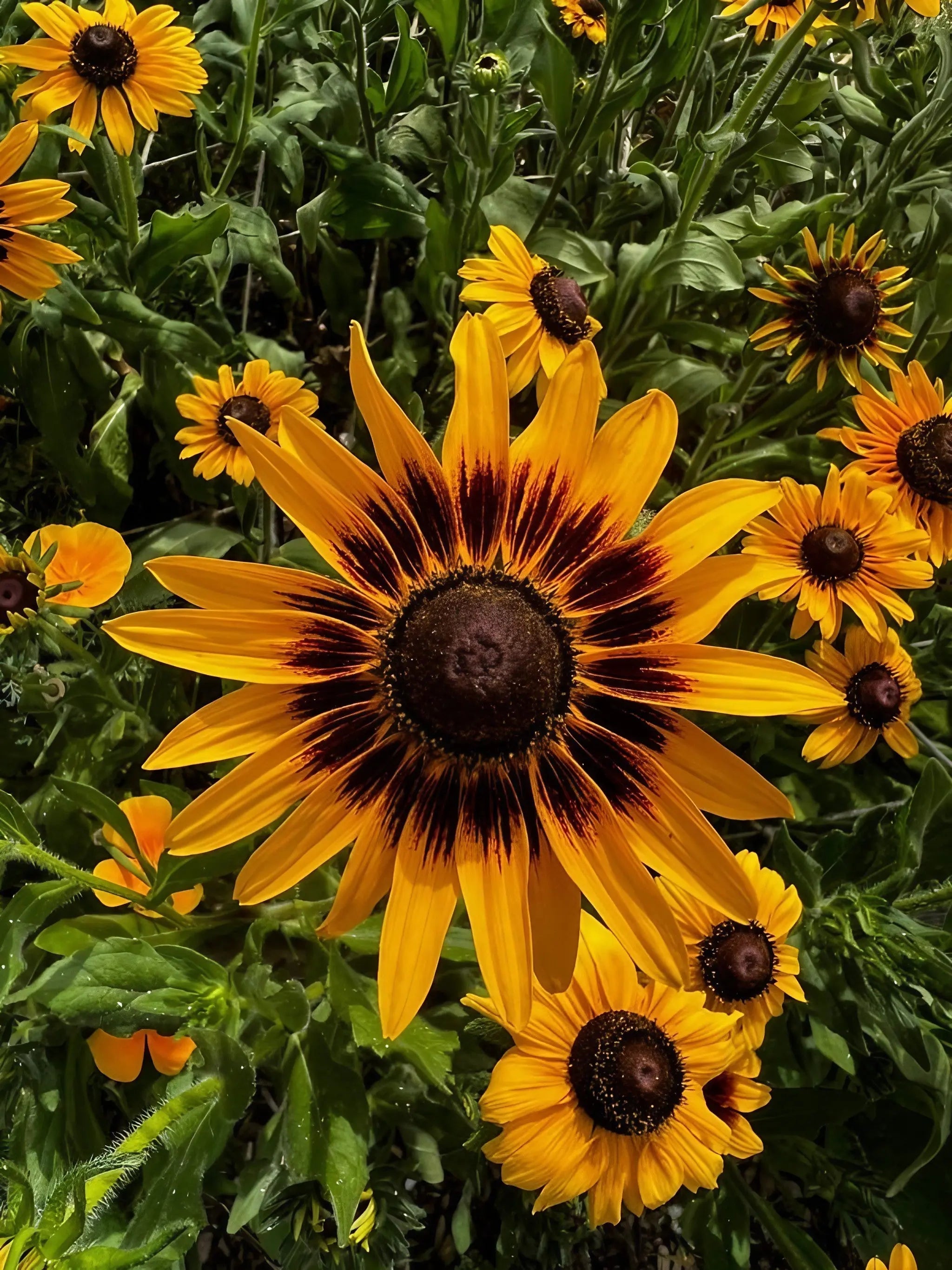 Rudbeckia Autumn Forest - REGN