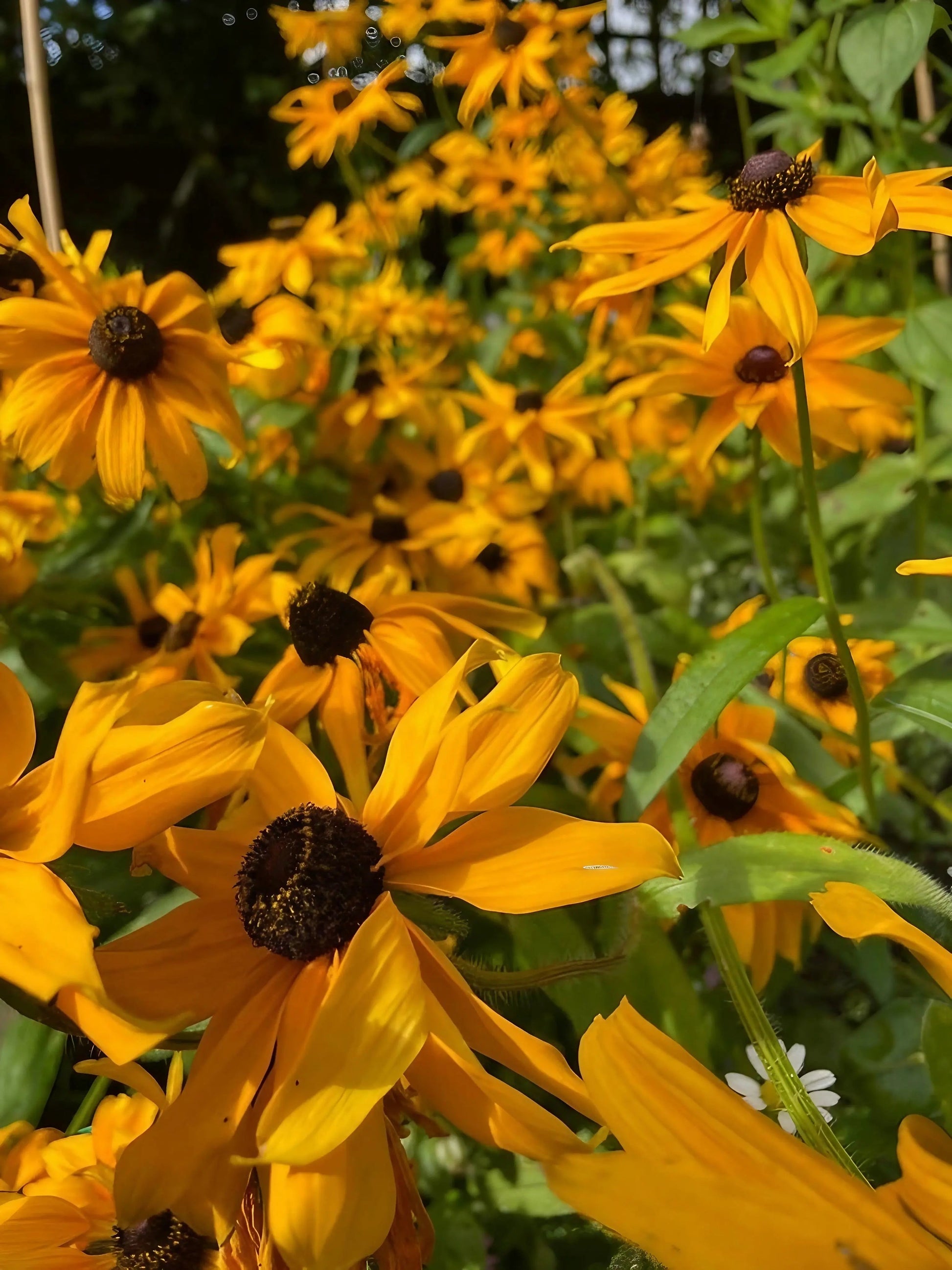 Rudbeckia Marmalade - REGN