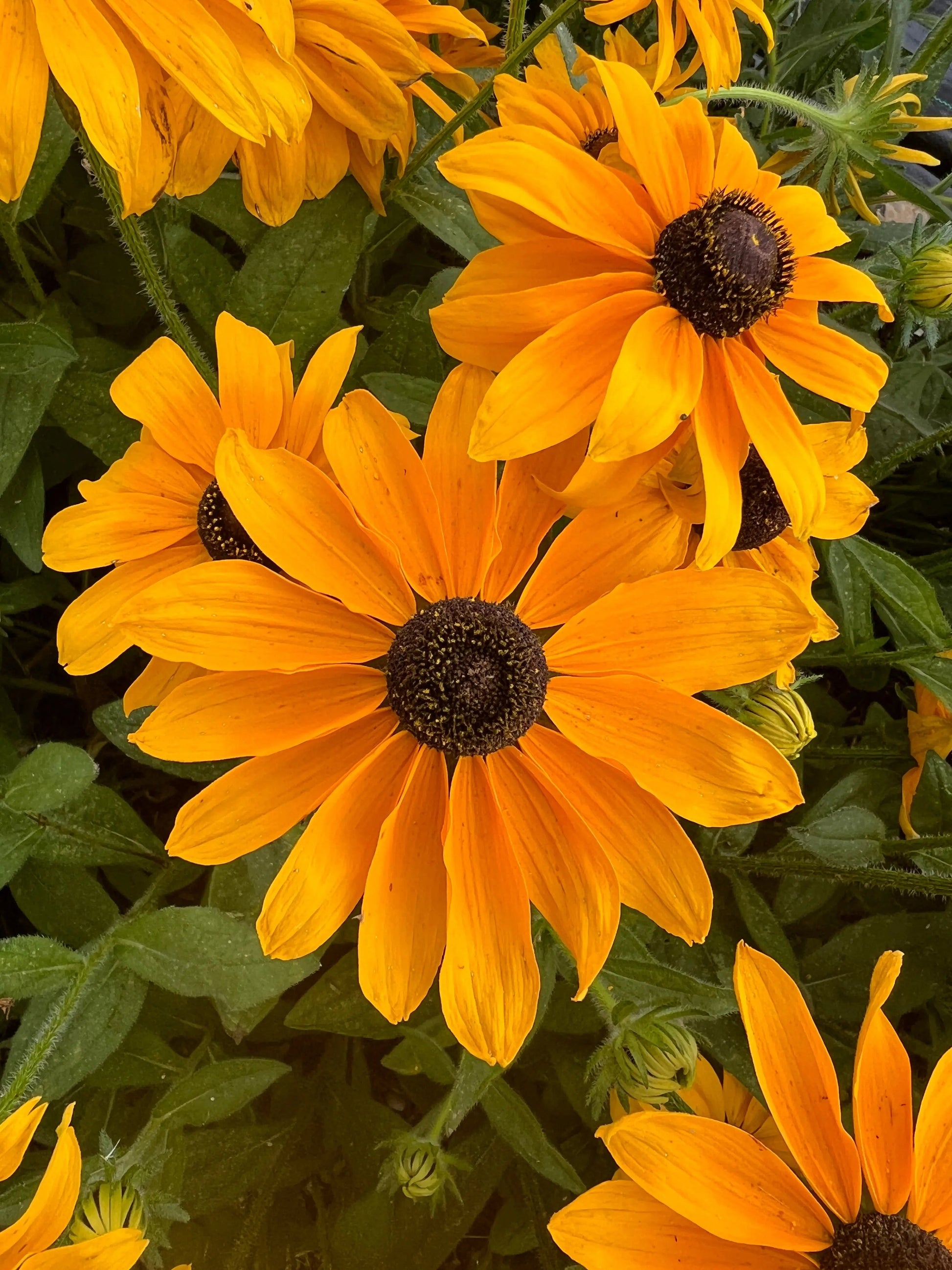 Rudbeckia Marmalade - REGN