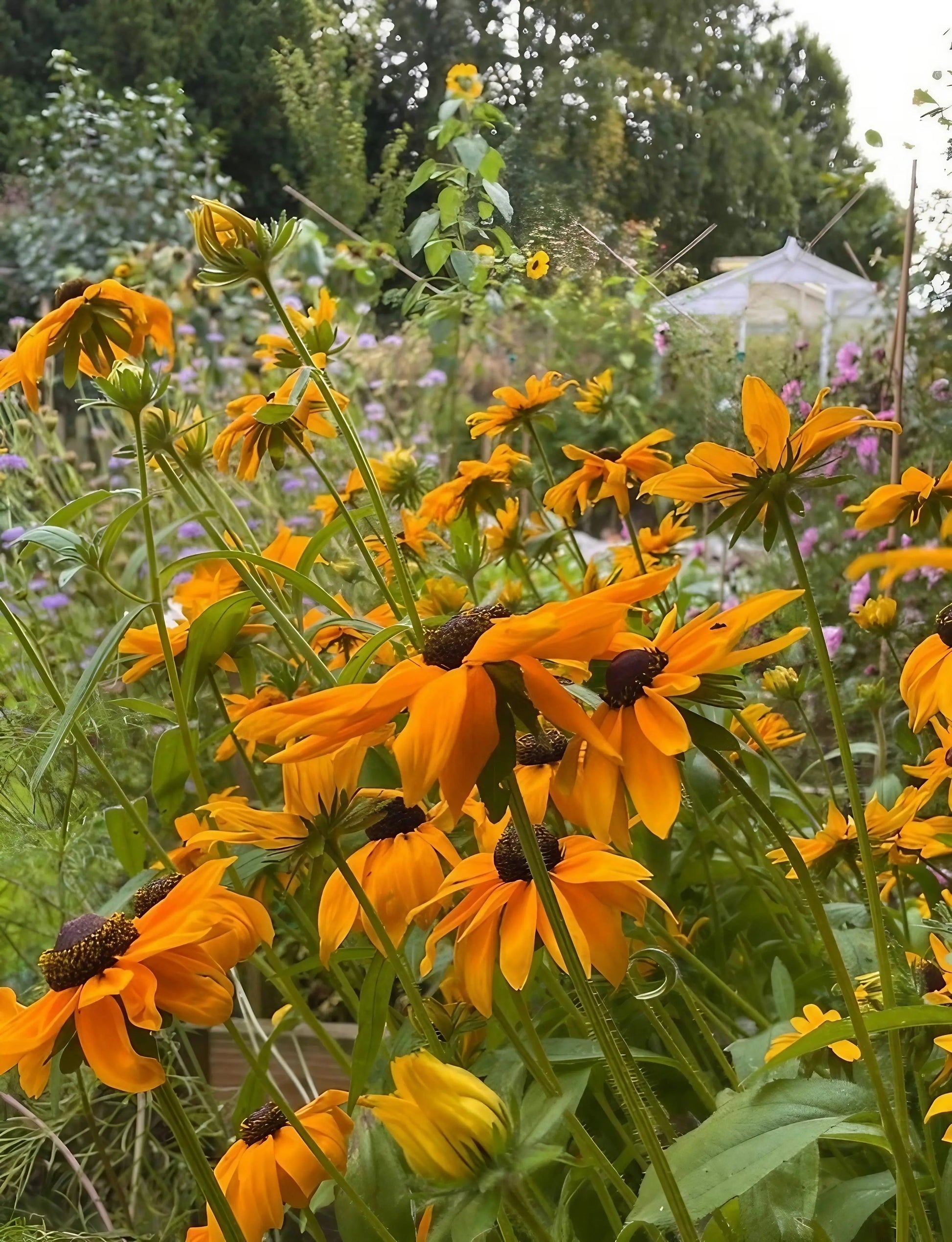 Rudbeckia Marmalade - REGN