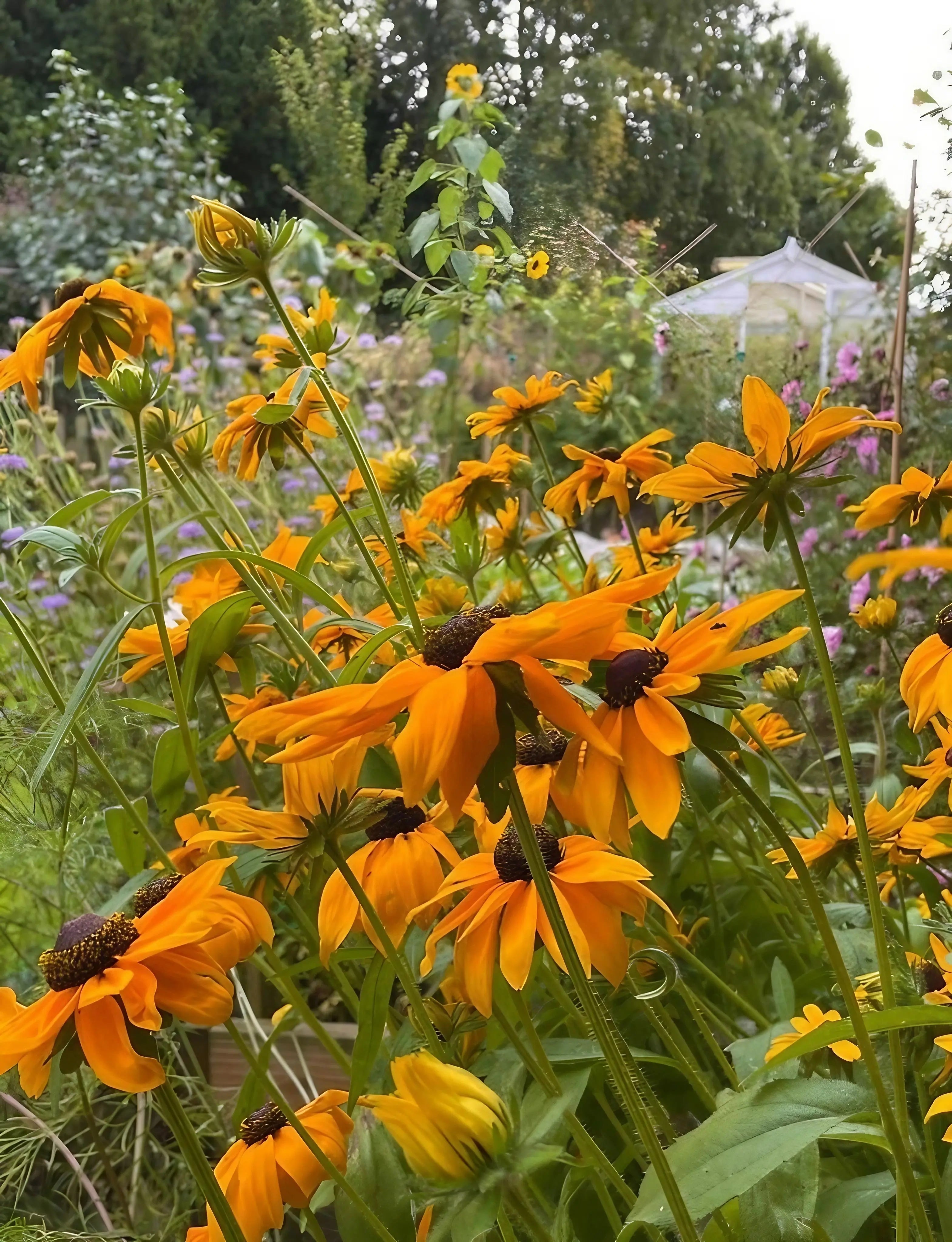 Rudbeckia Marmalade - REGN