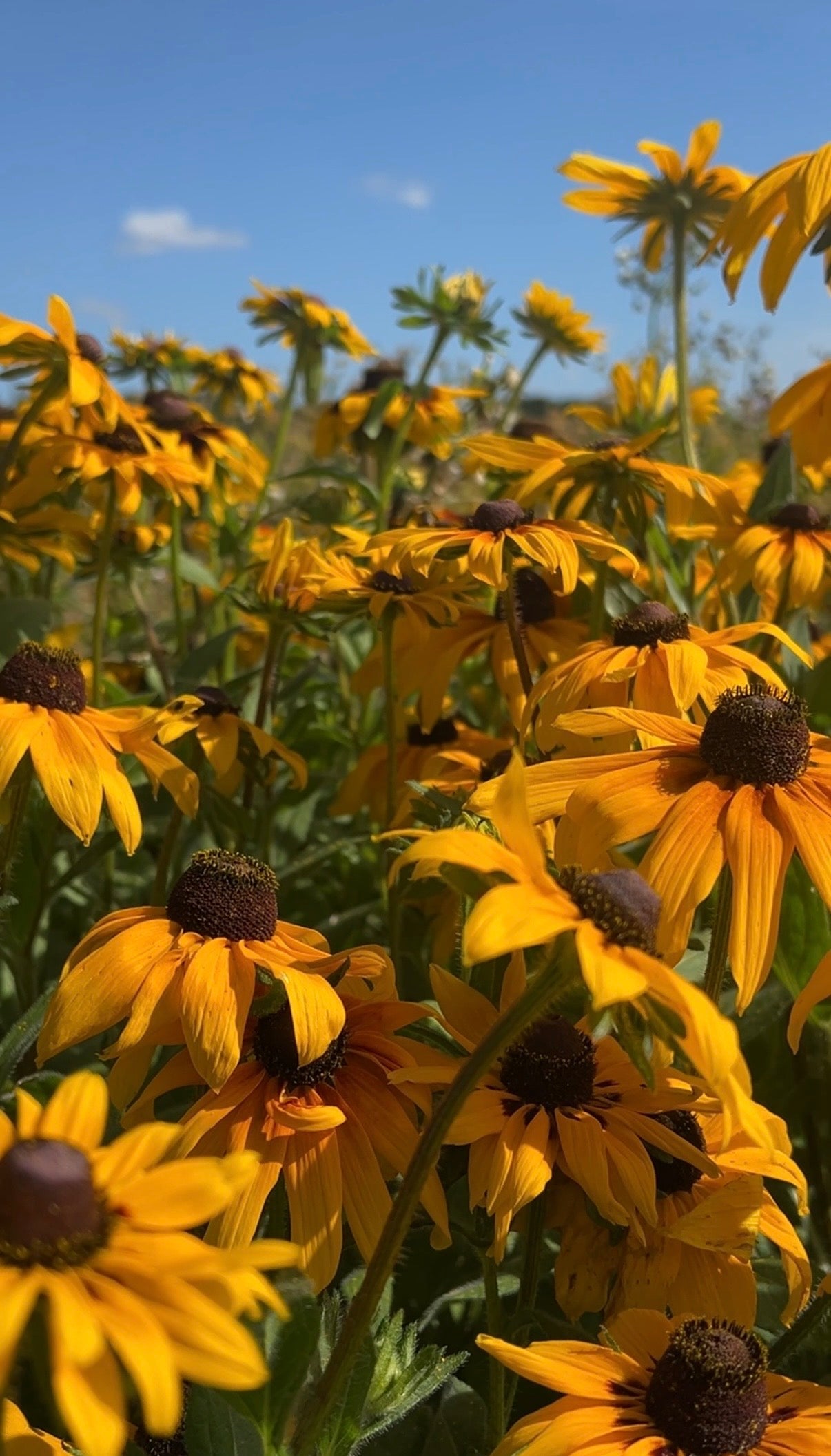 Rudbeckia Marmalade - REGN