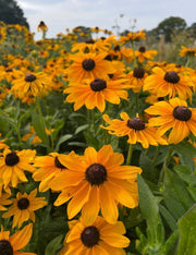 Rudbeckia Marmalade - REGN