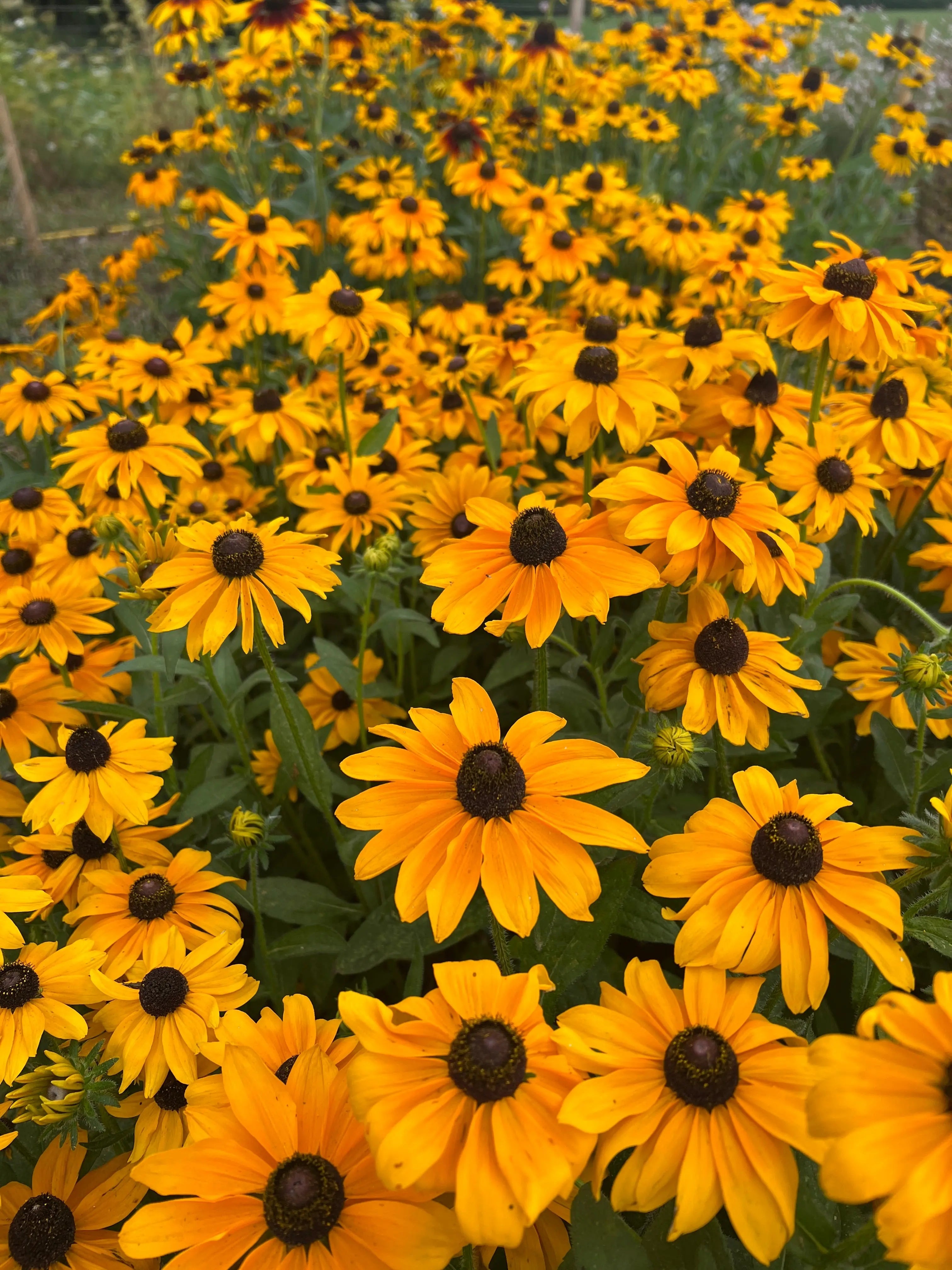 Rudbeckia Marmalade - REGN