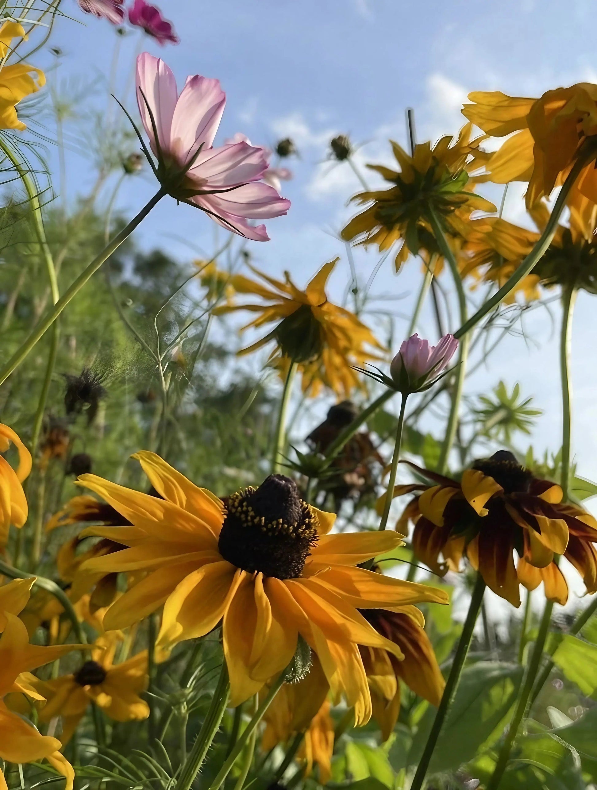 Rudbeckia Marmalade - REGN