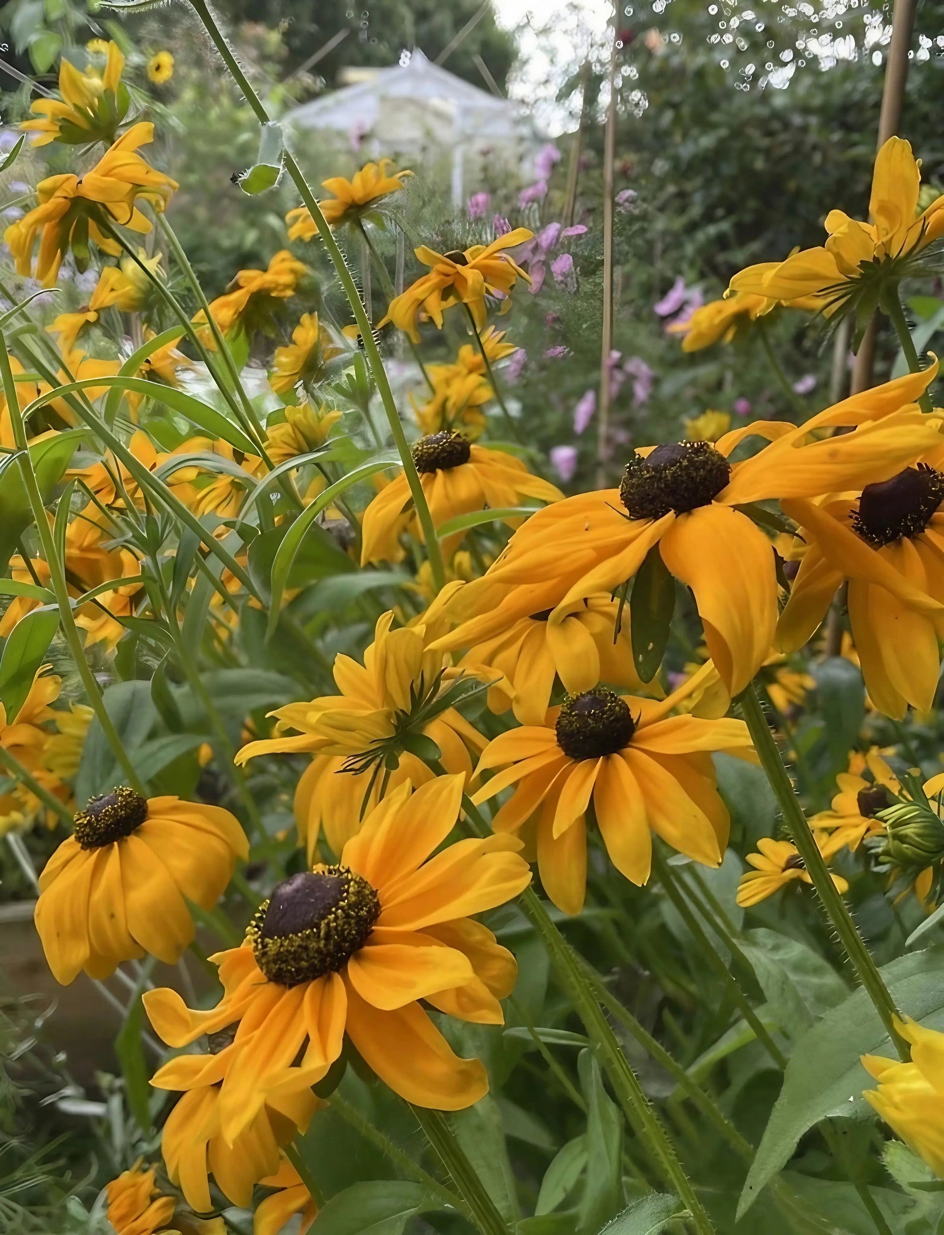 Rudbeckia Marmalade - REGN