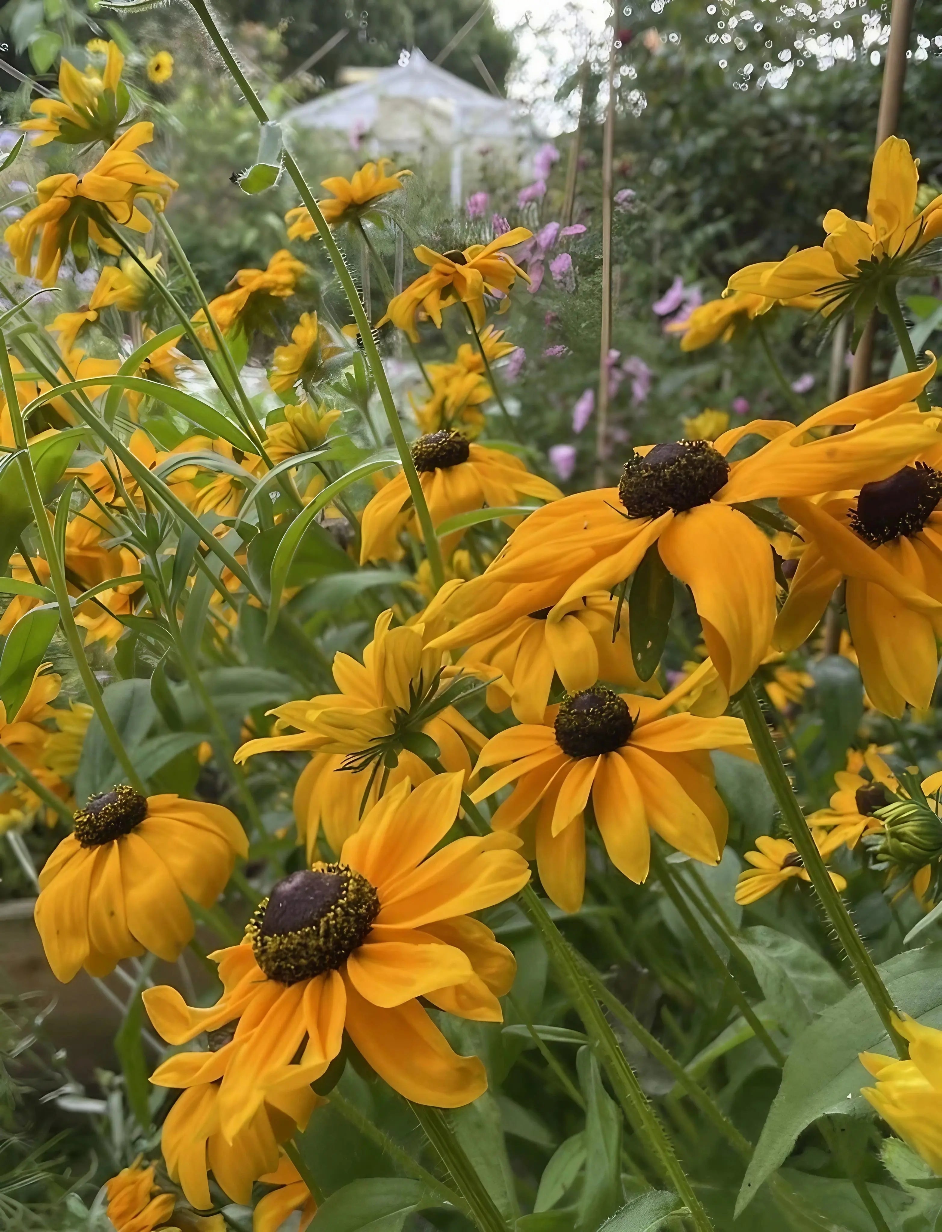 Rudbeckia Marmalade - REGN