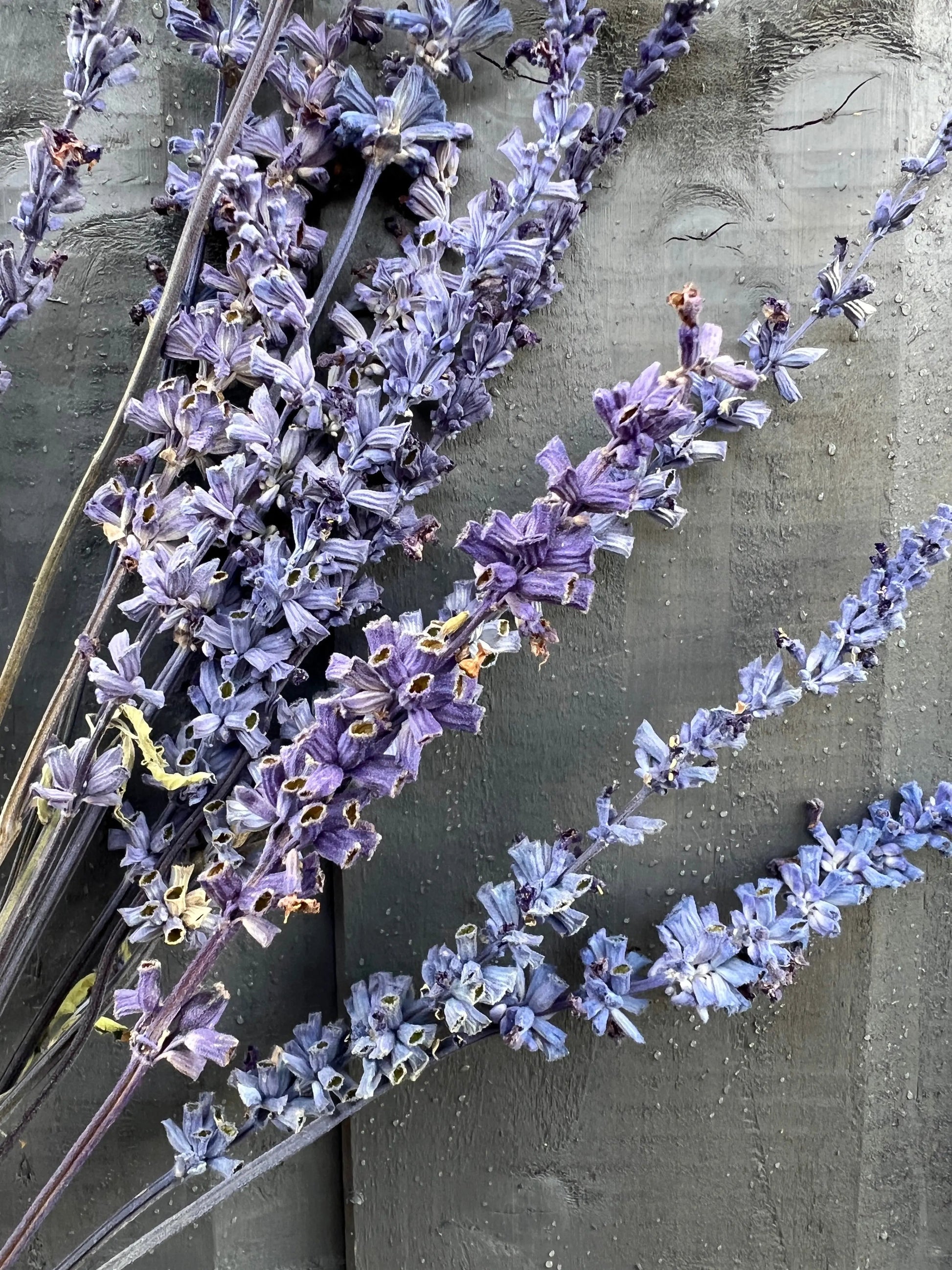 Salvia Dried - REGN