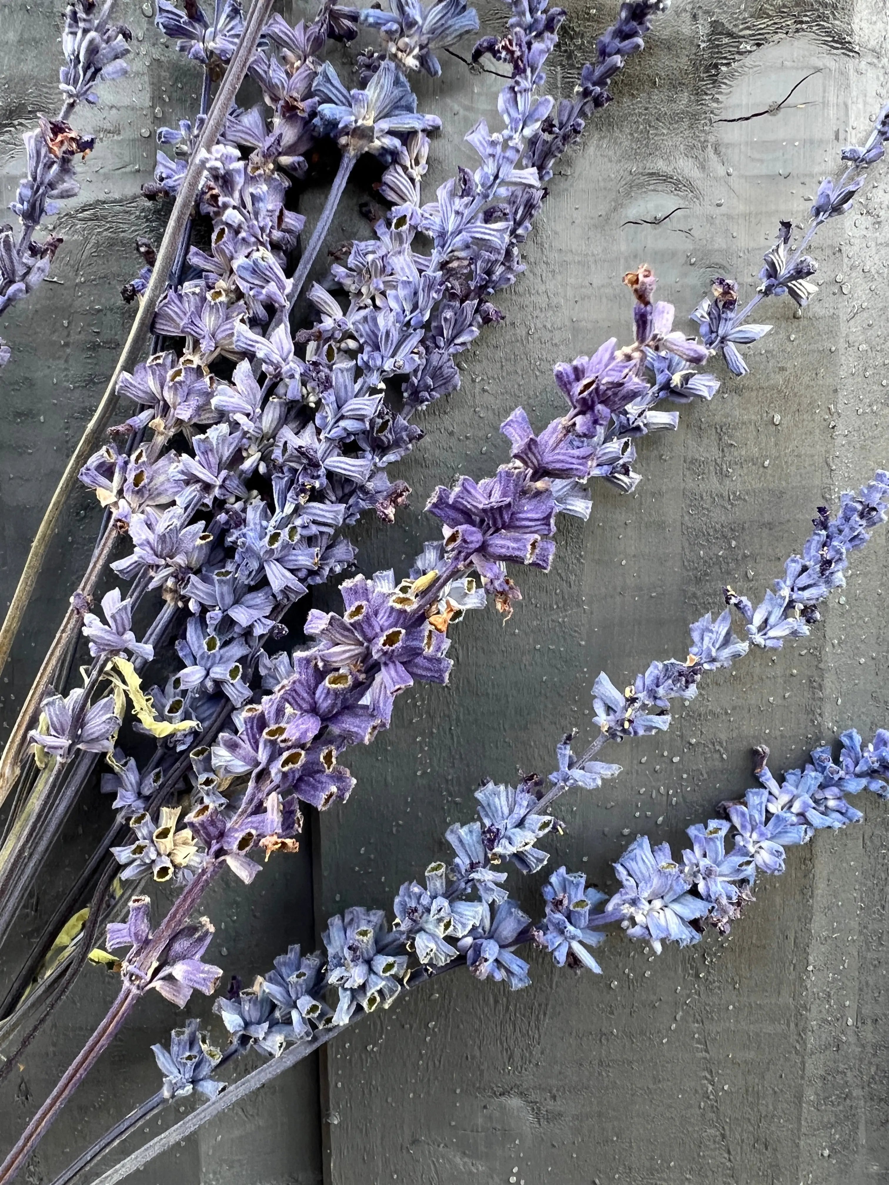Salvia Dried - REGN
