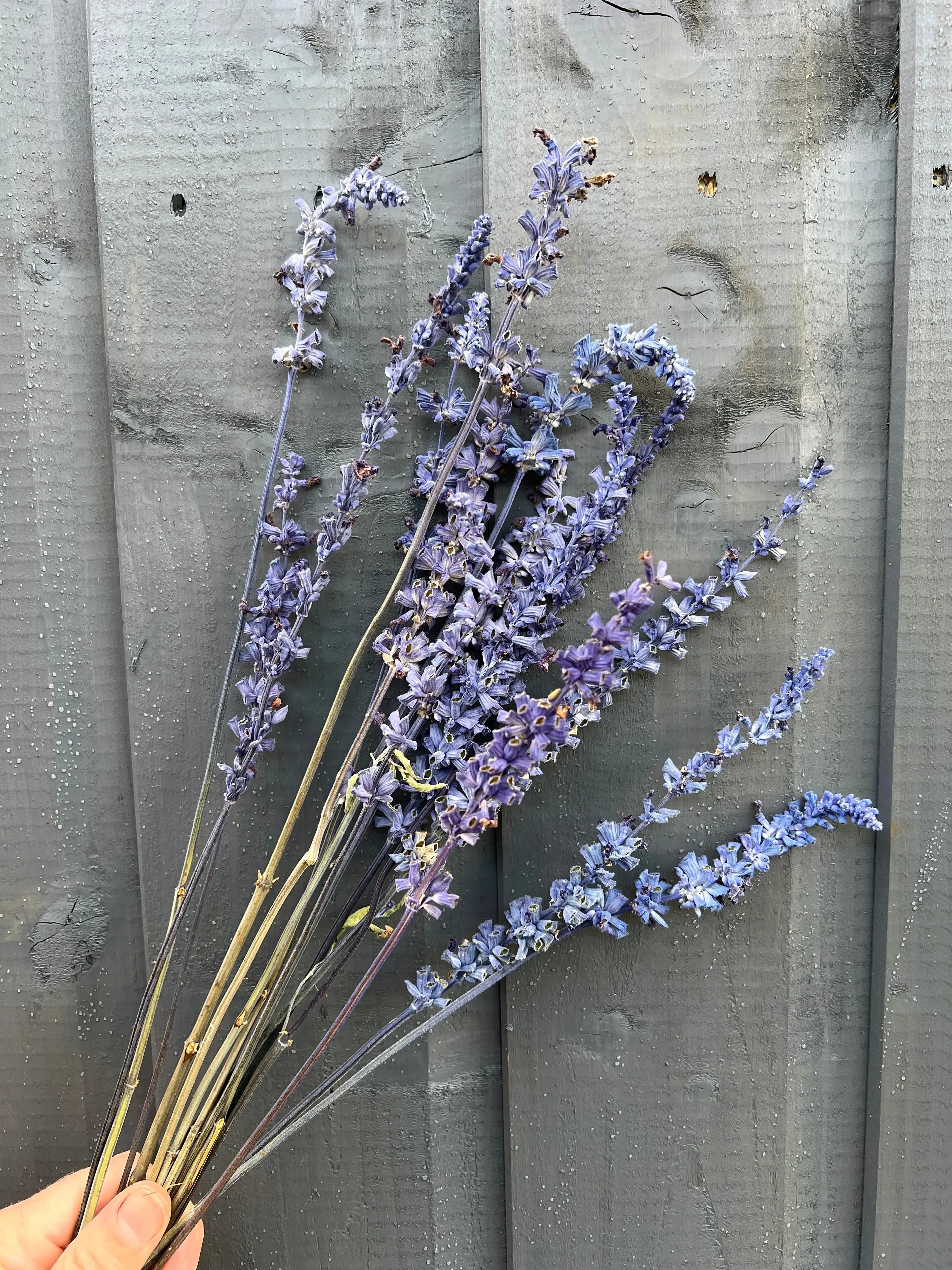 Salvia Dried - REGN