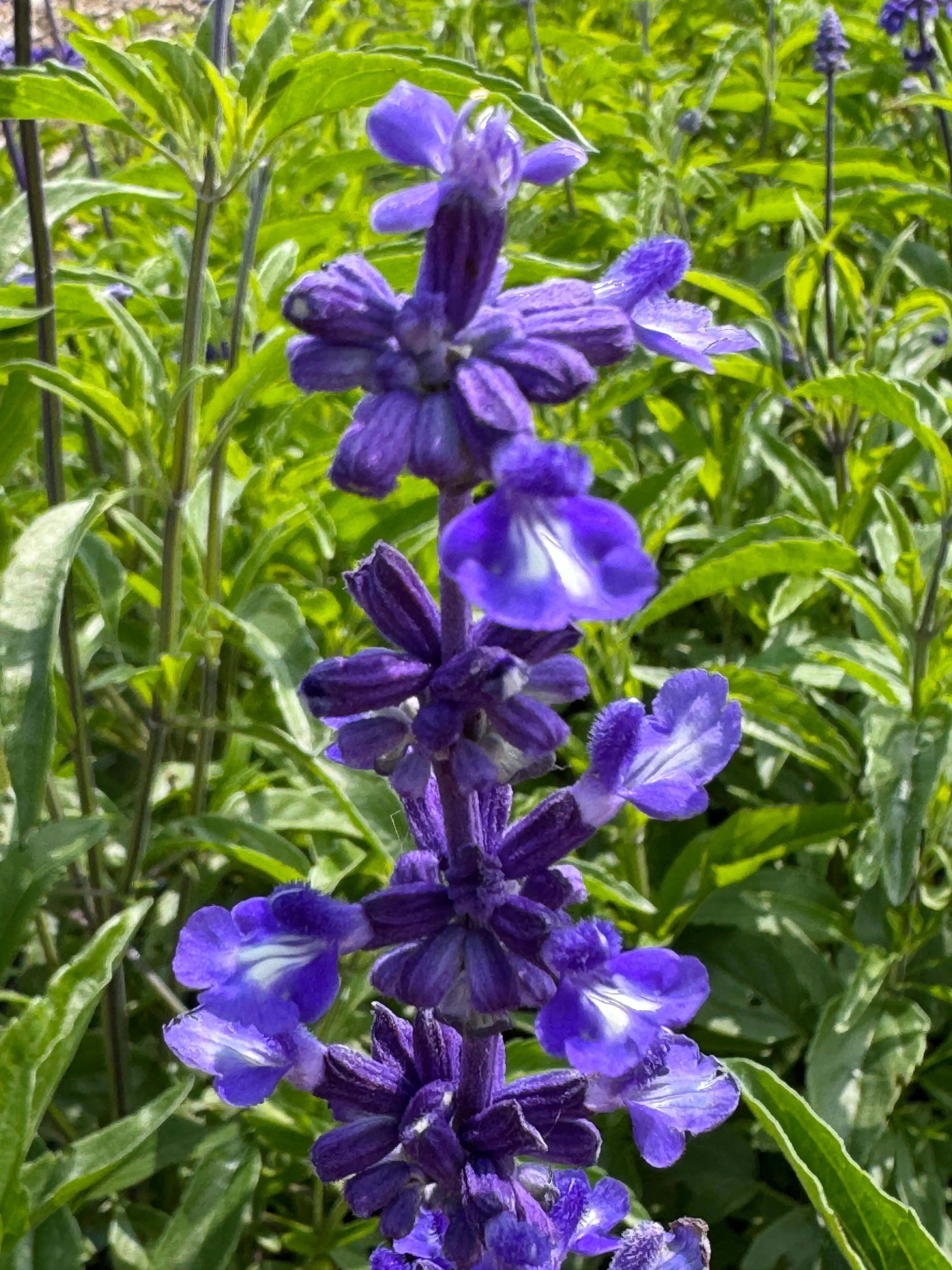 Salvia Victoria Blue - REGN